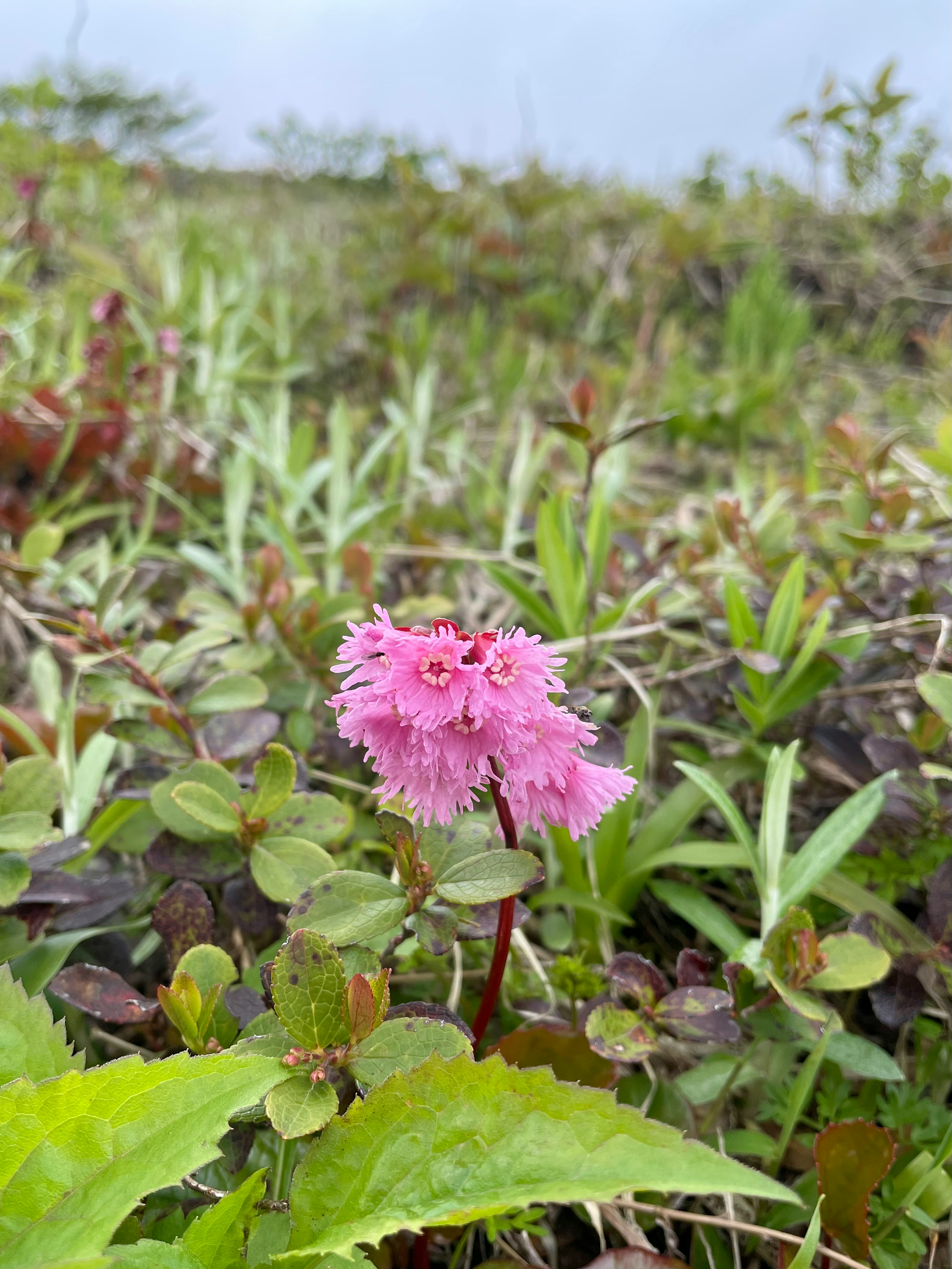 緑の草原に咲くピンクの花のクローズアップ