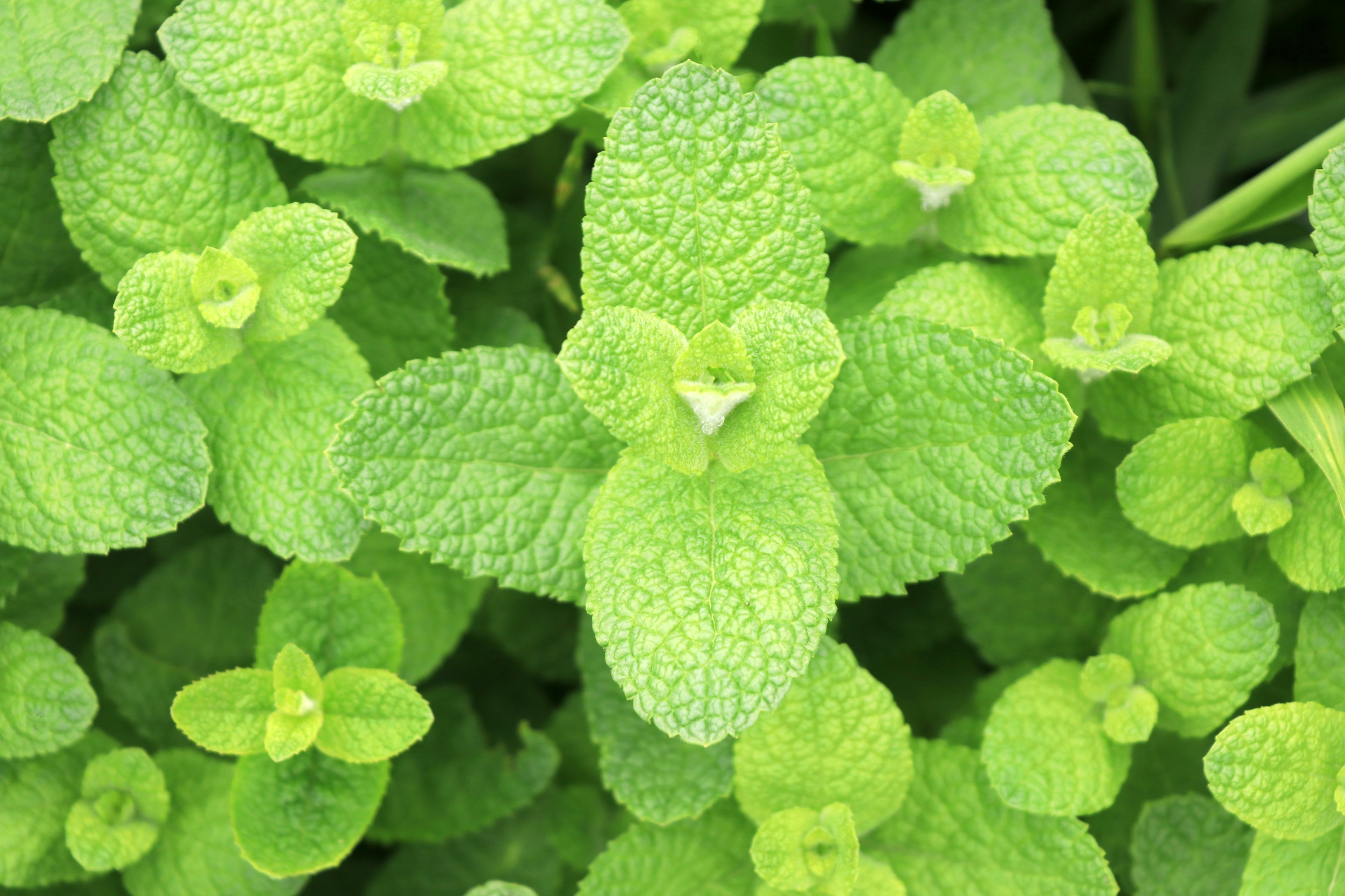 Une abondance de feuilles de menthe vert vif