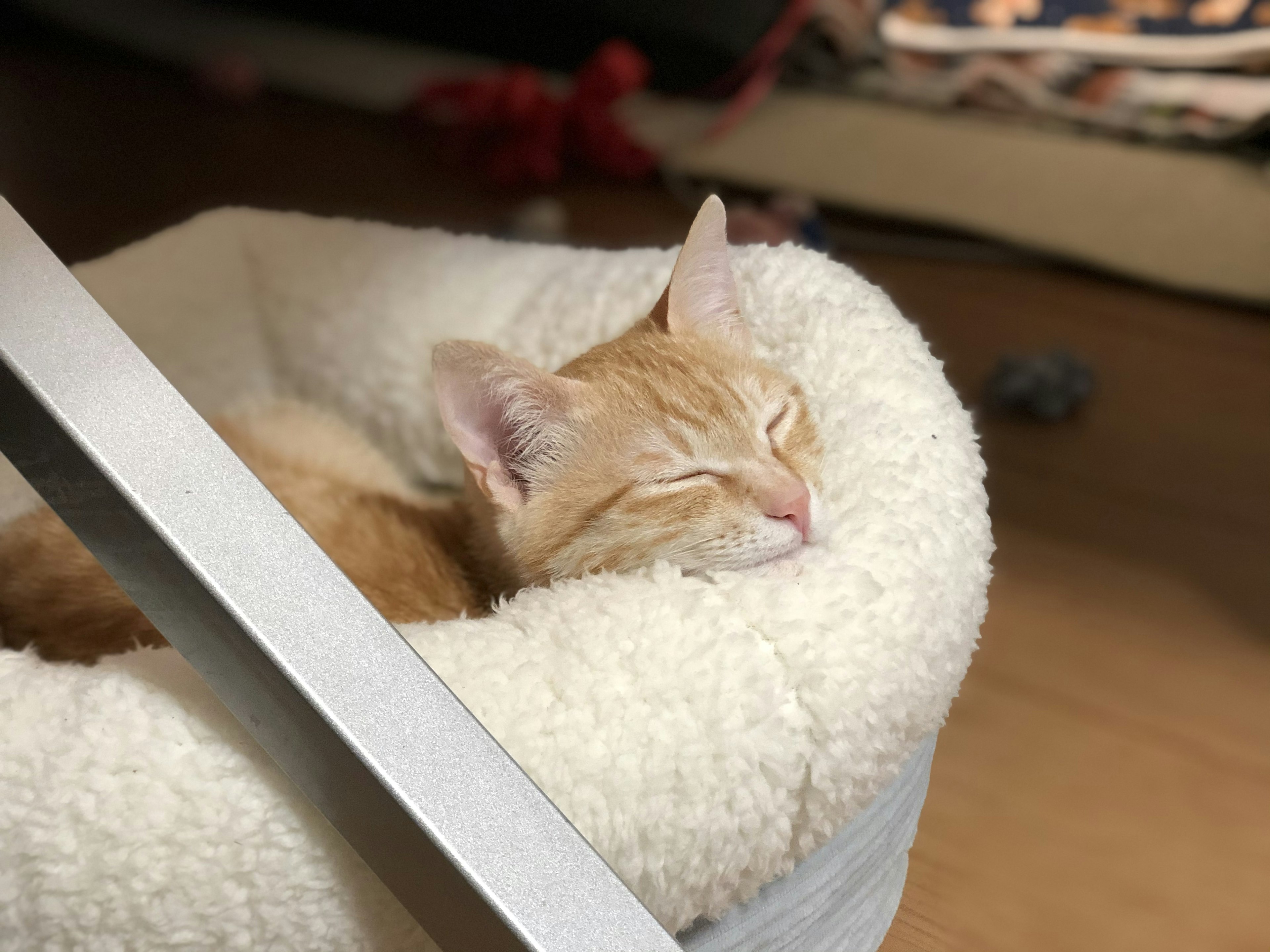 Orangenes Kätzchen schläft in einem gemütlichen Bett