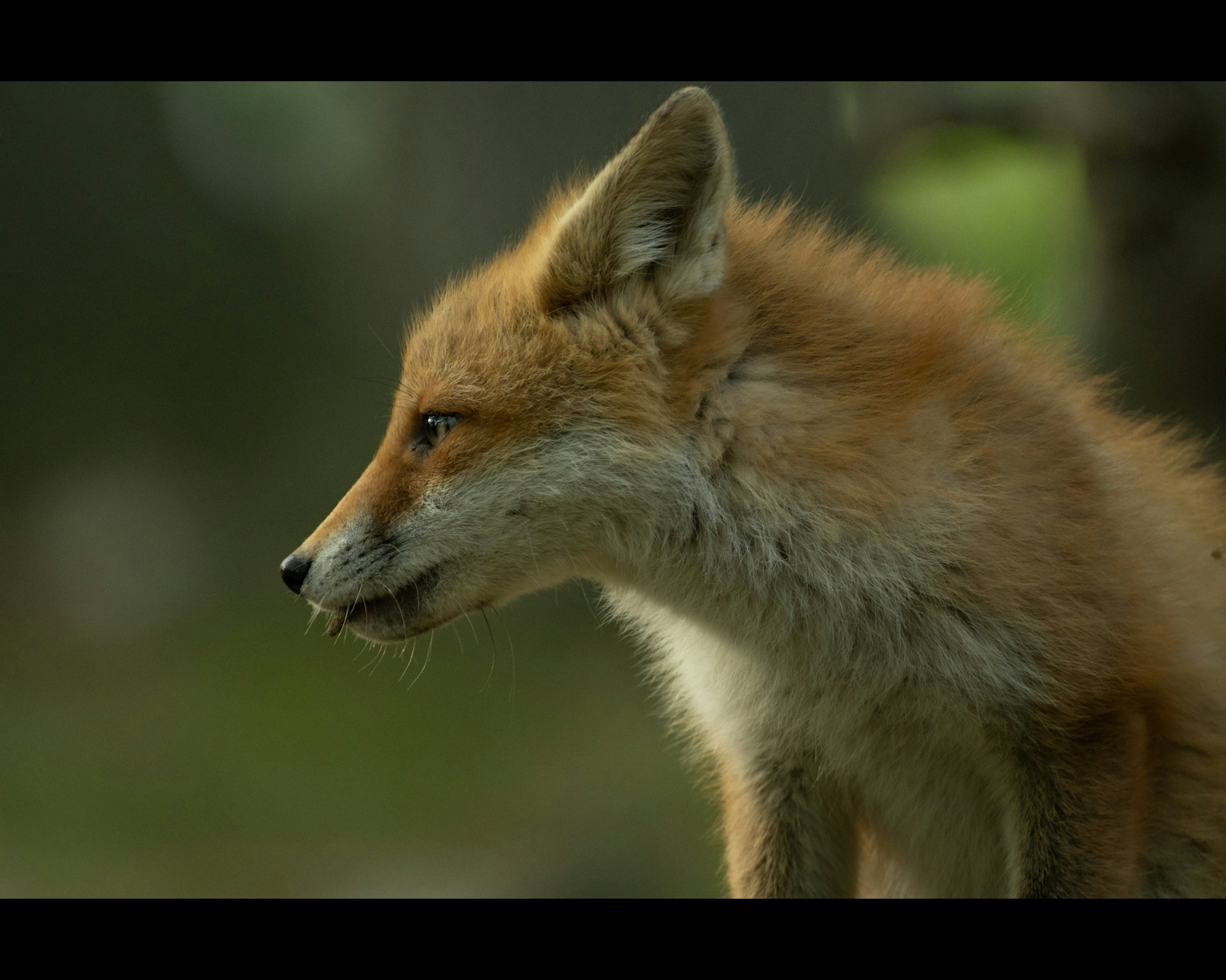 Ein brauner Fuchs im Profil, der eine kleine Beute beobachtet