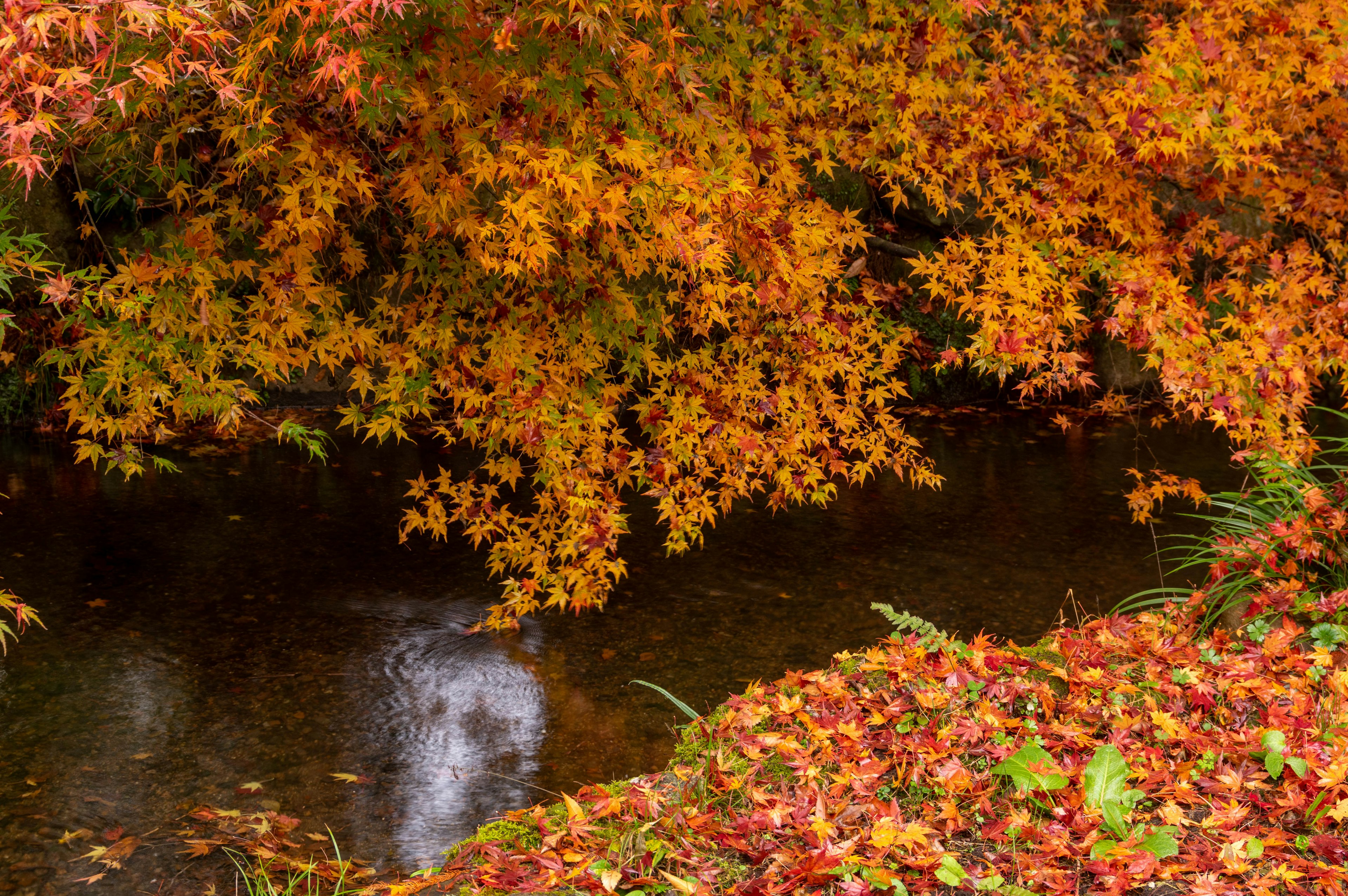 Malersicher Blick auf einen Bach umgeben von Herbstlaub