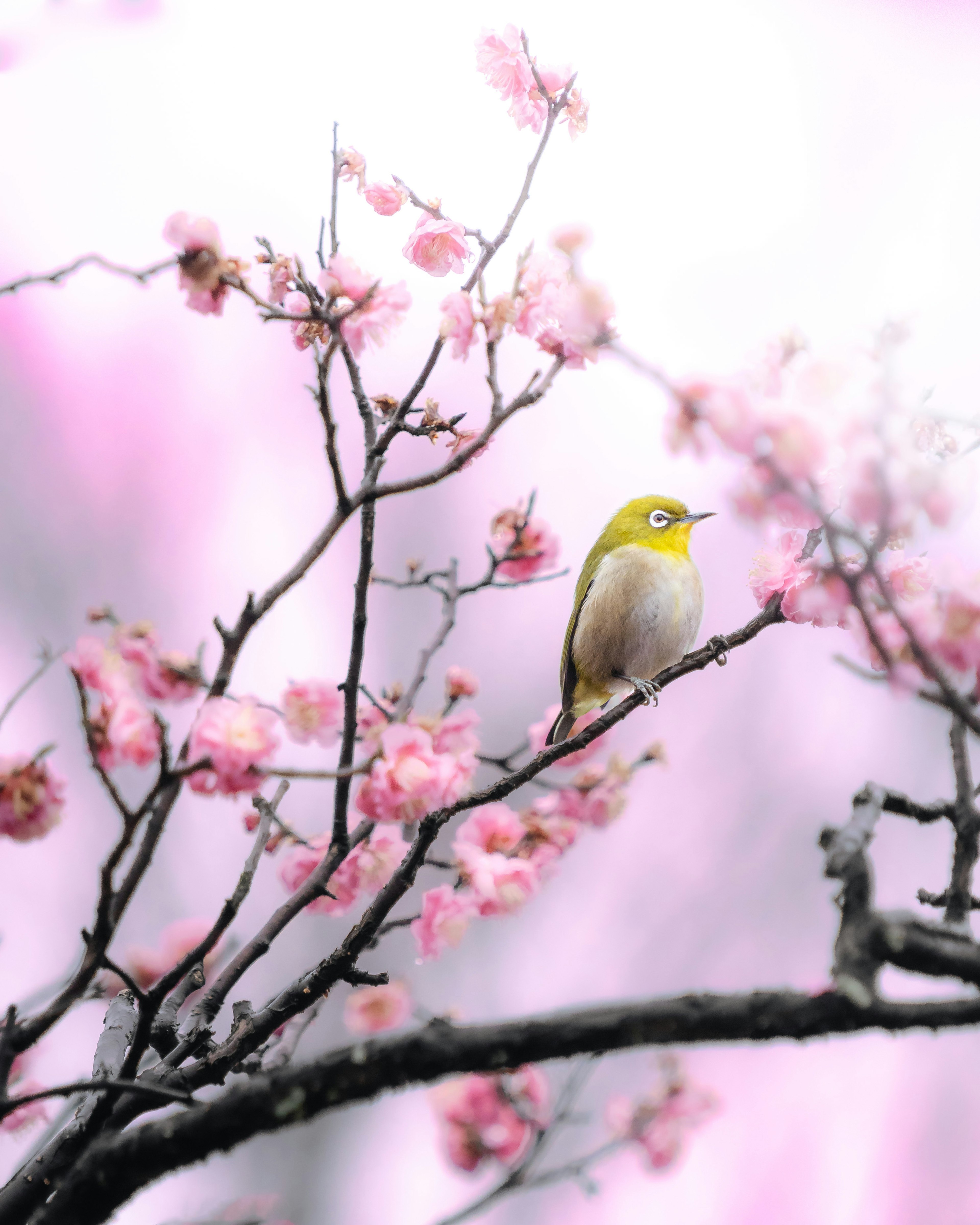 A small yellow bird perched on cherry blossoms in a serene setting