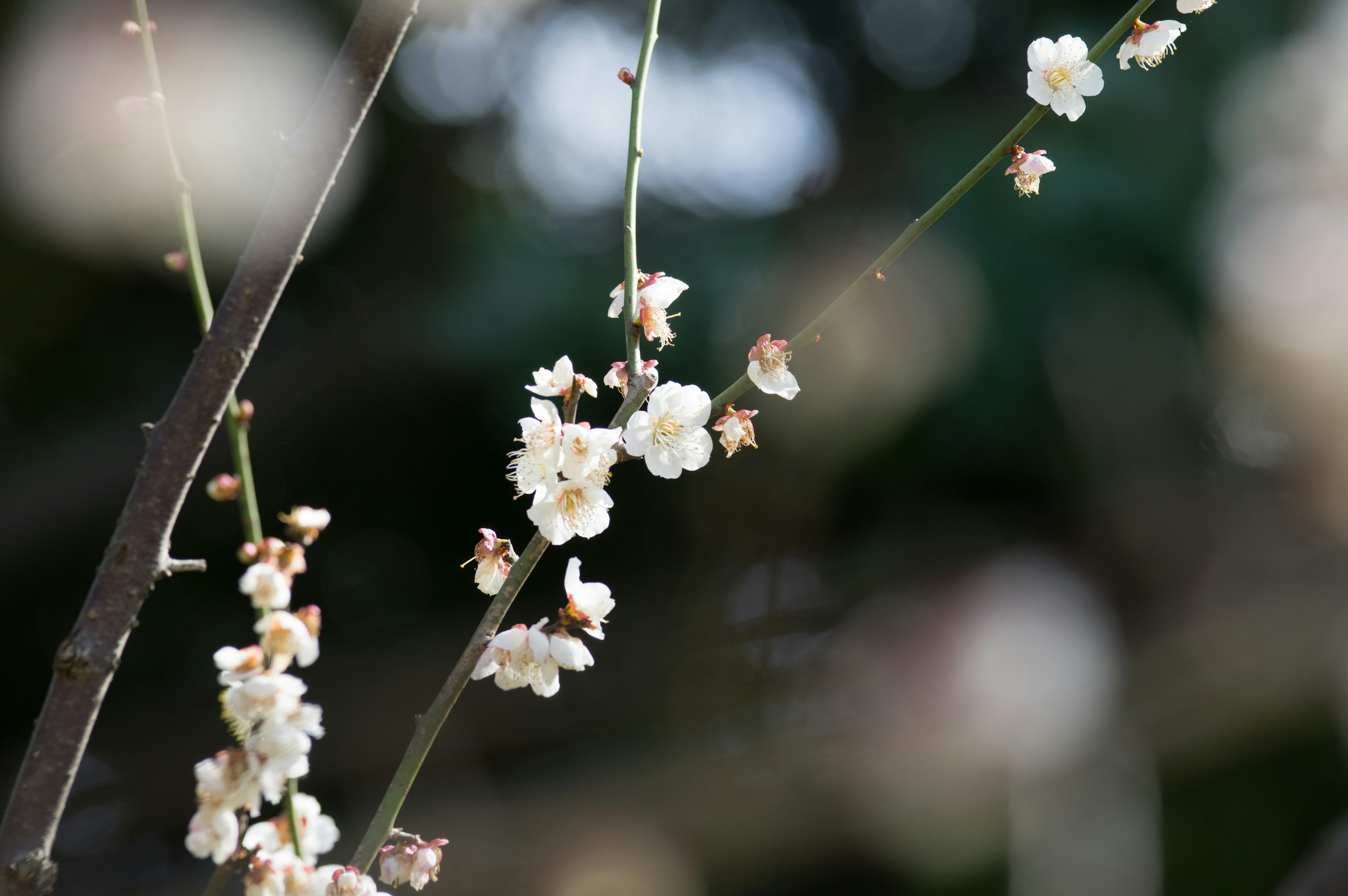 Close-up of branches with blooming white flowers