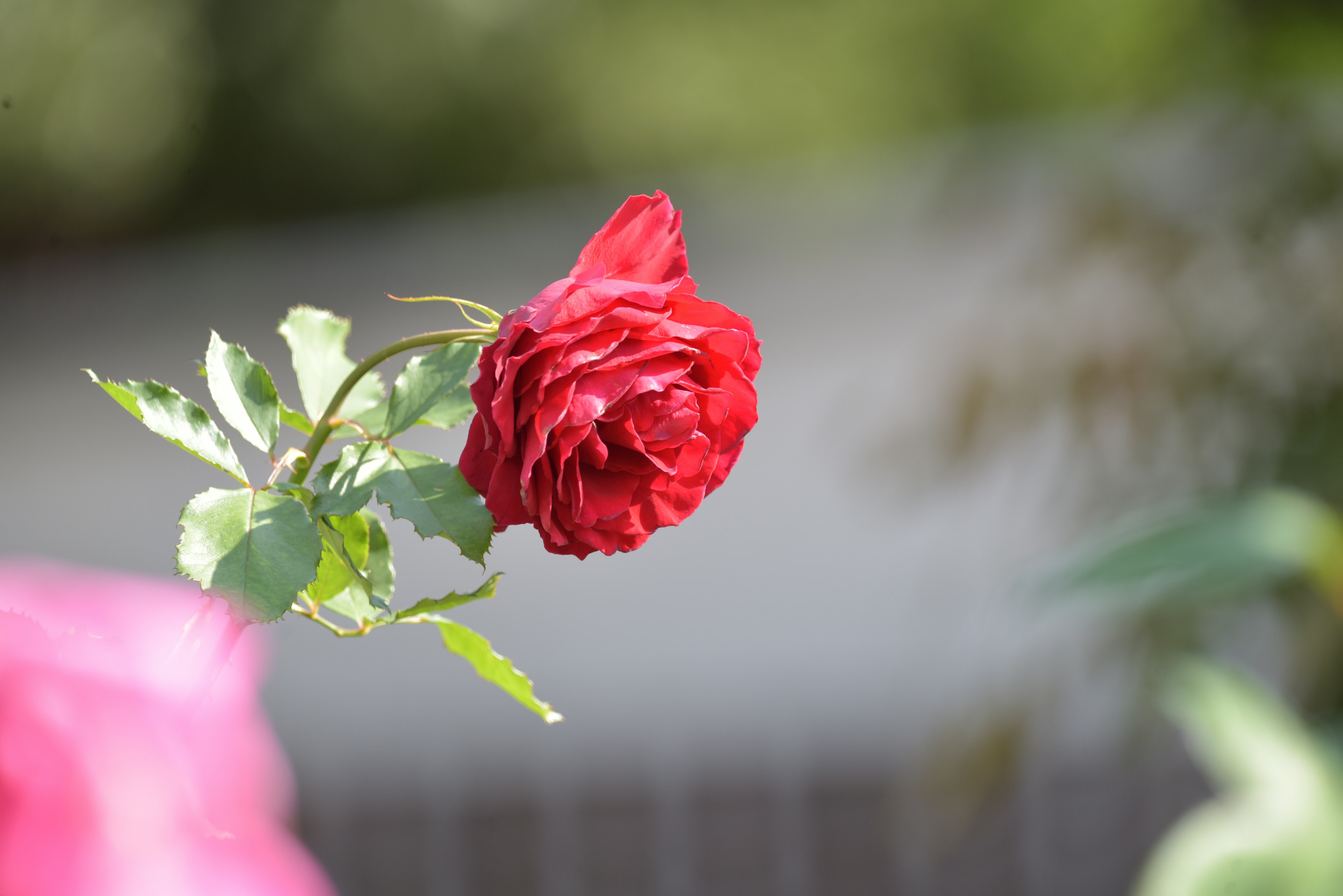 Una flor de rosa roja rodeada de hojas verdes