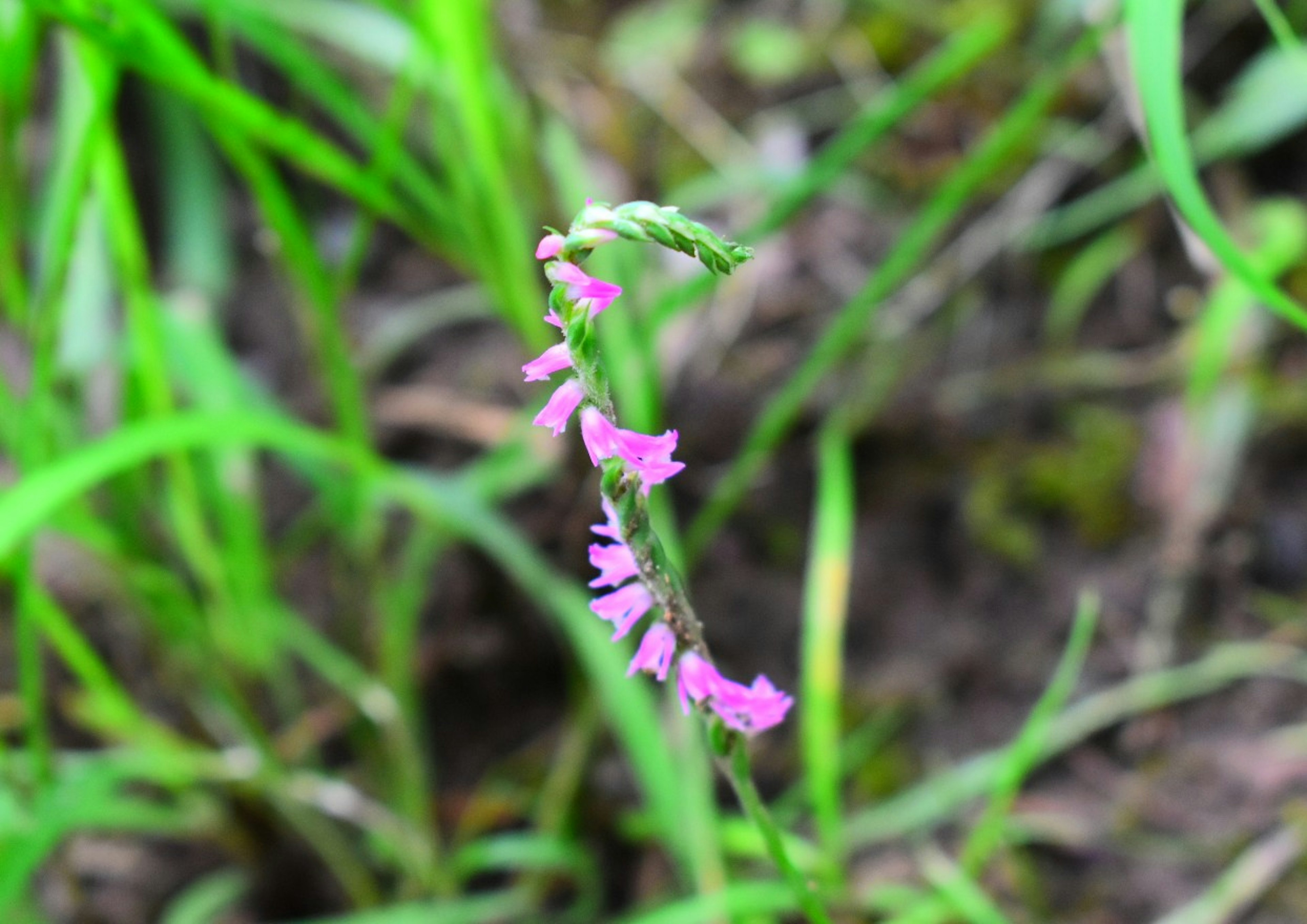 Foto einer lila Blume, die in einer grasbewachsenen Fläche wächst