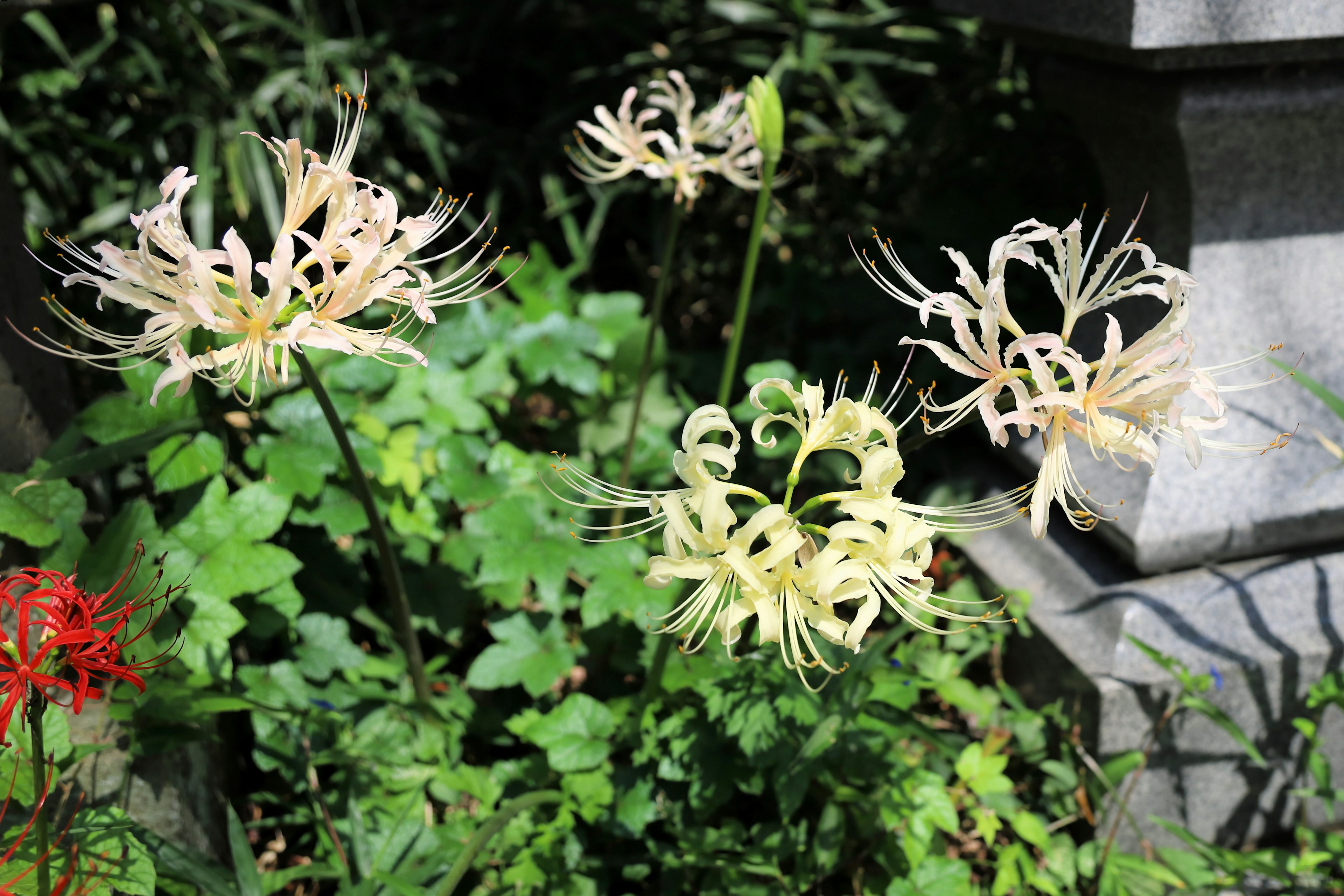 Lys araignée blancs entourés de feuillage vert