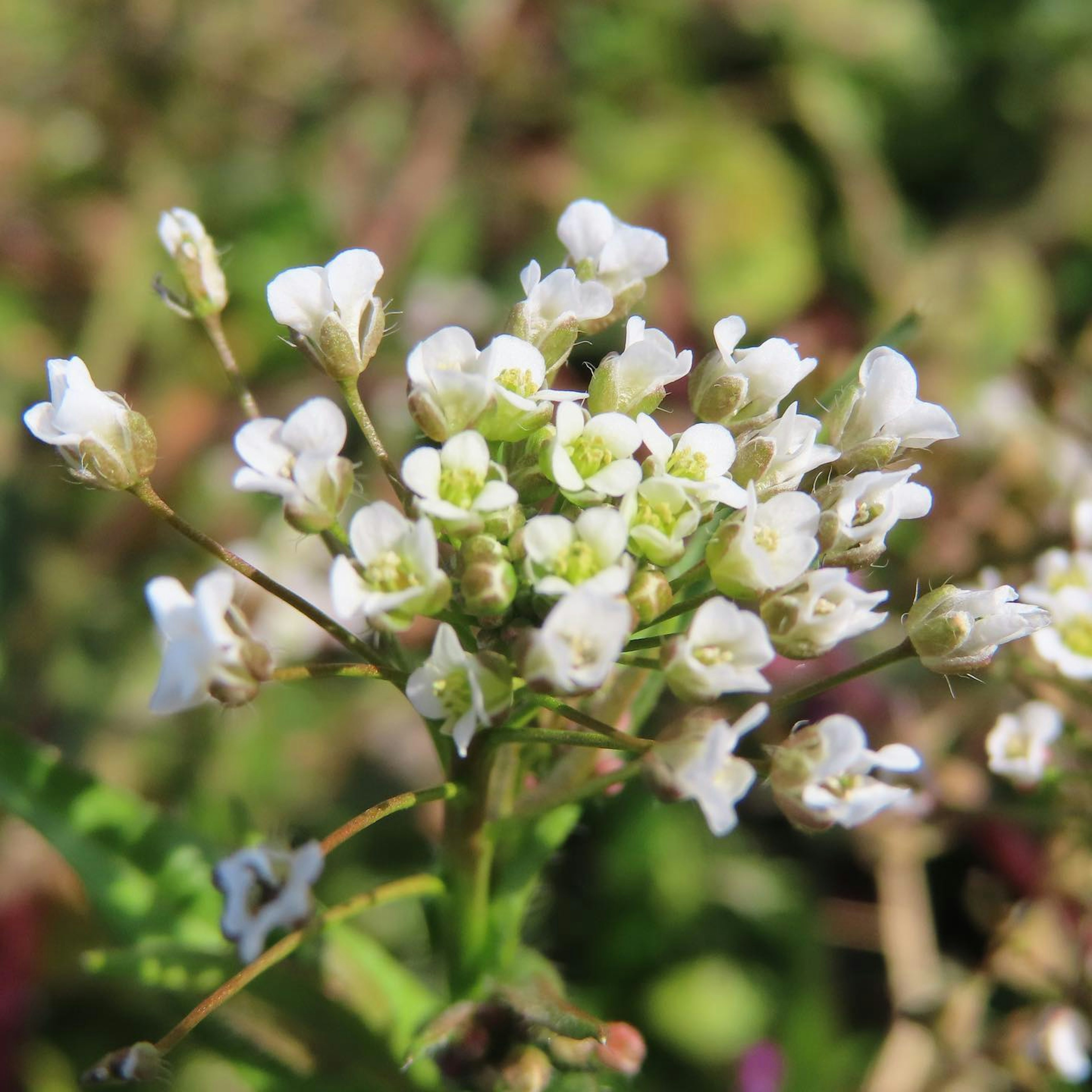 Nahaufnahme einer Pflanze mit kleinen weißen Blüten