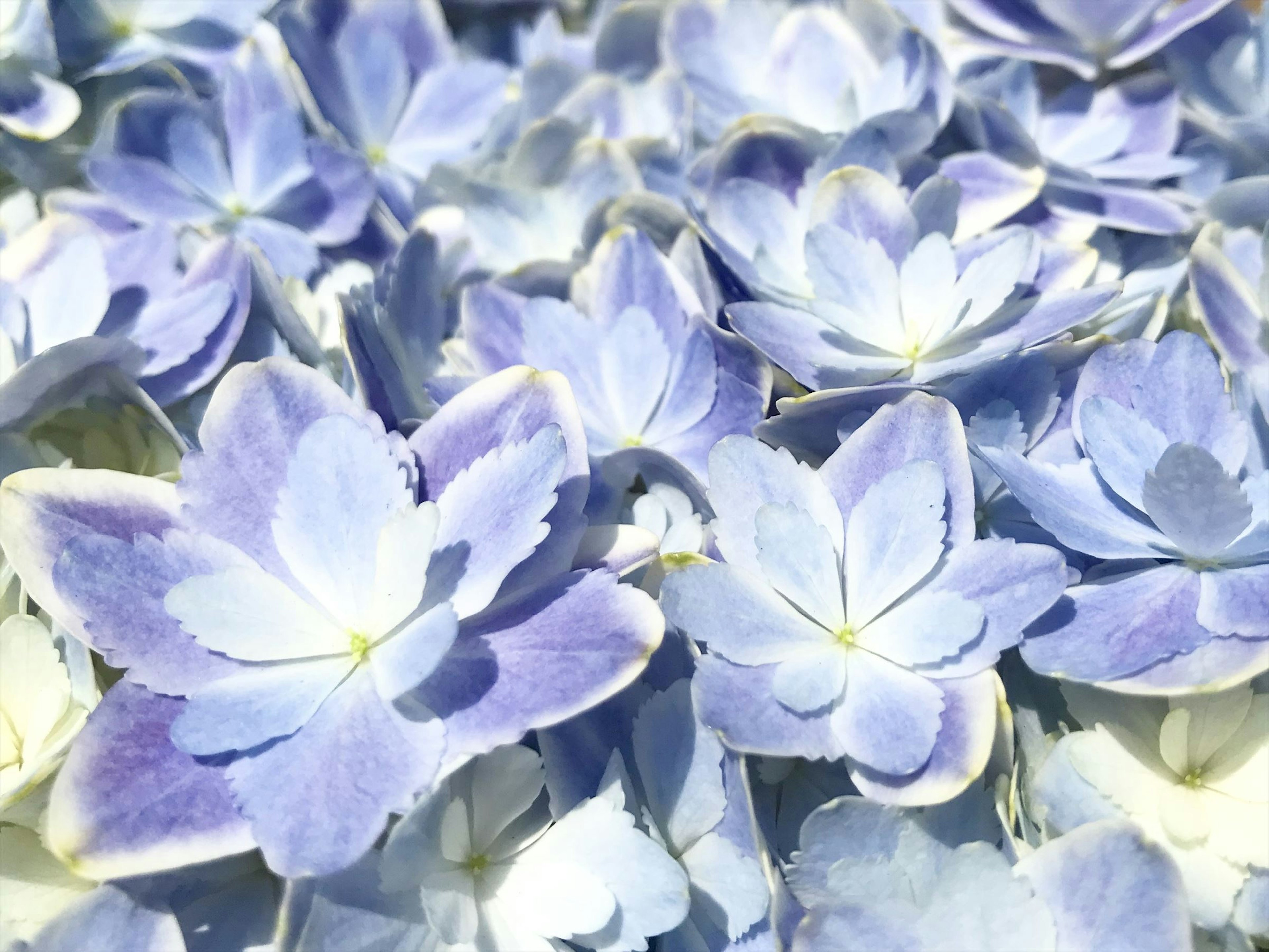 Groupe de belles fleurs bleu-violet