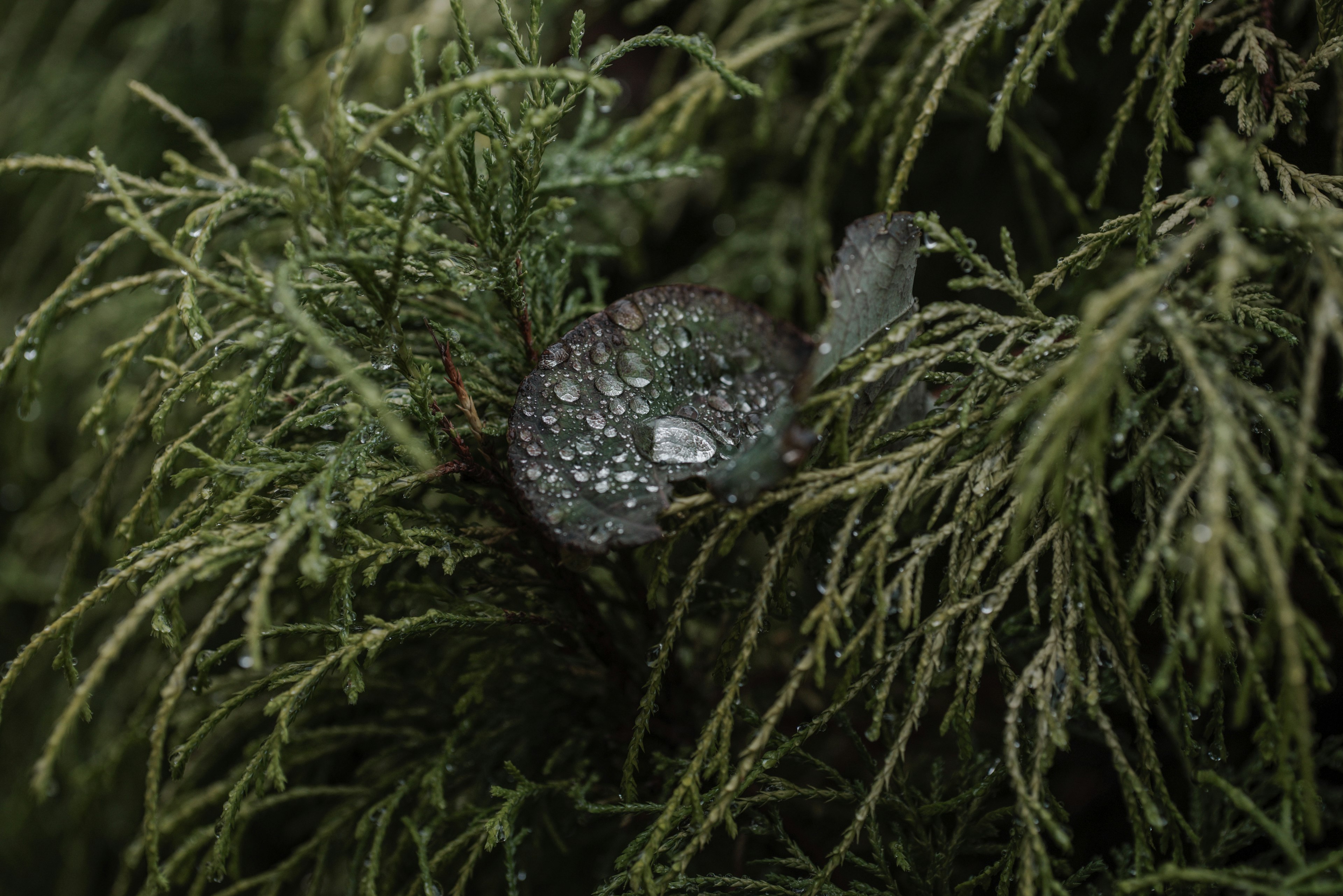 Gros plan d'une plante avec des gouttes d'eau sur des feuilles vertes