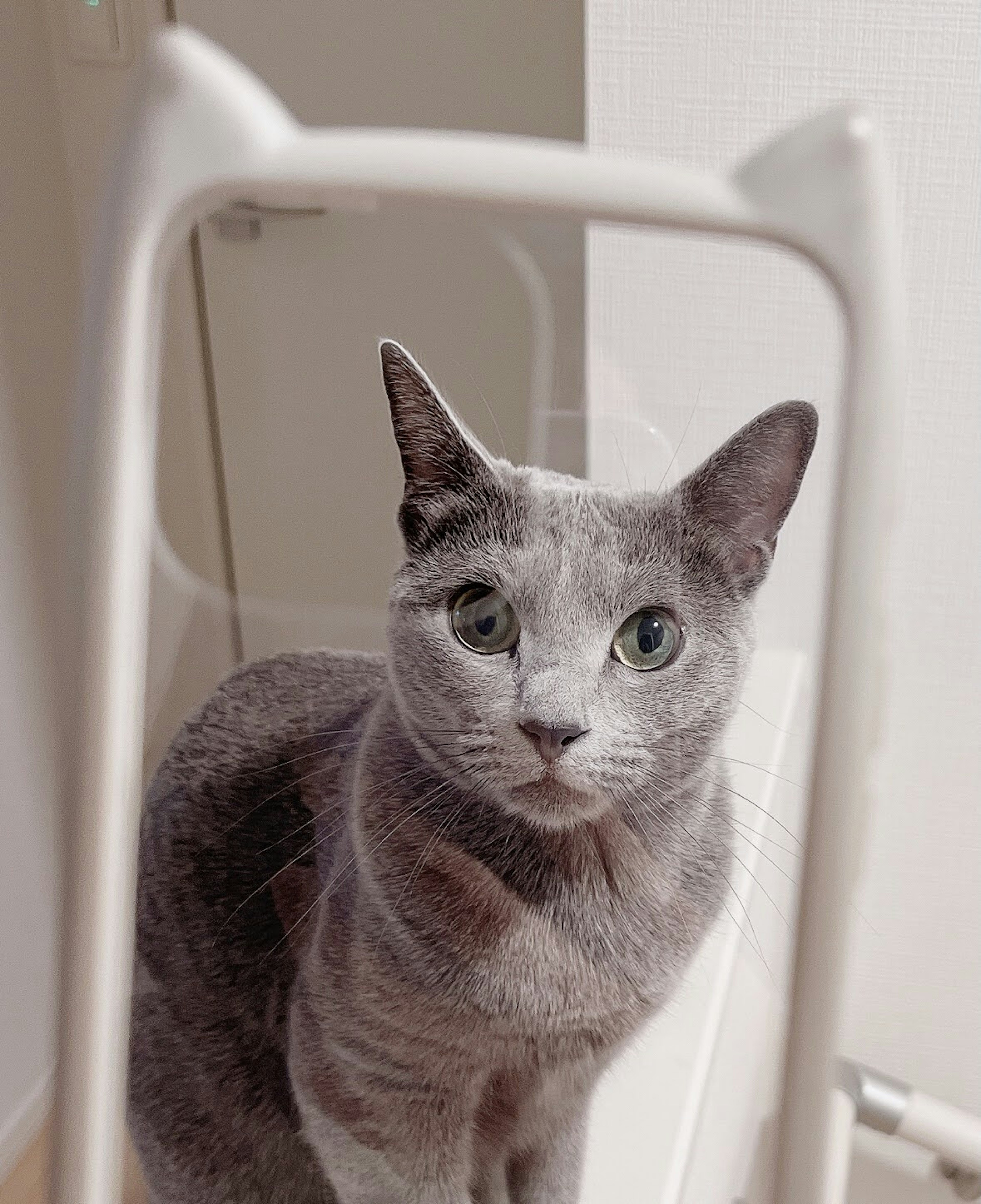 Gray cat with serious expression in front of a mirror