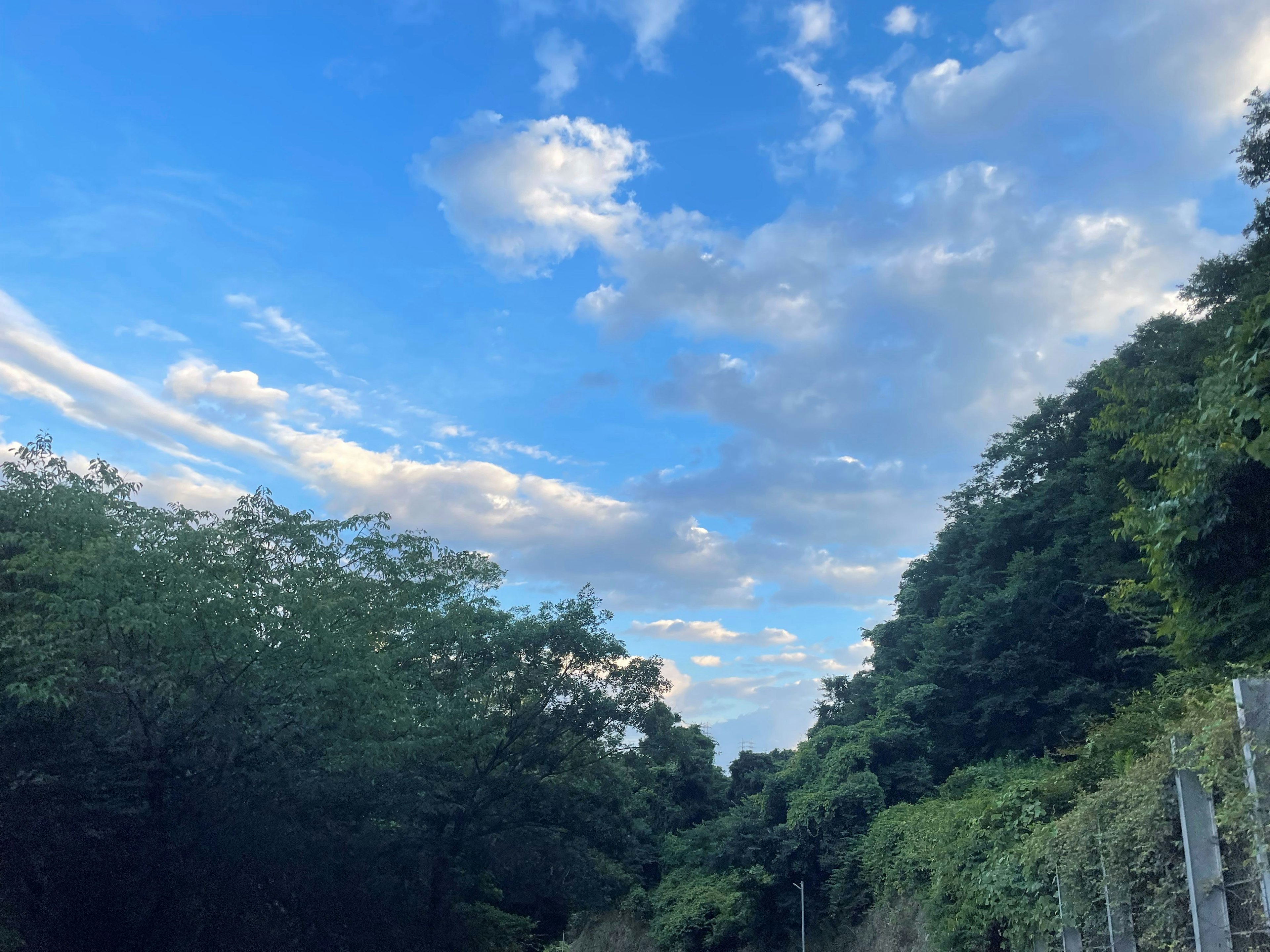 A view of a blue sky with white clouds surrounded by lush green trees along a pathway