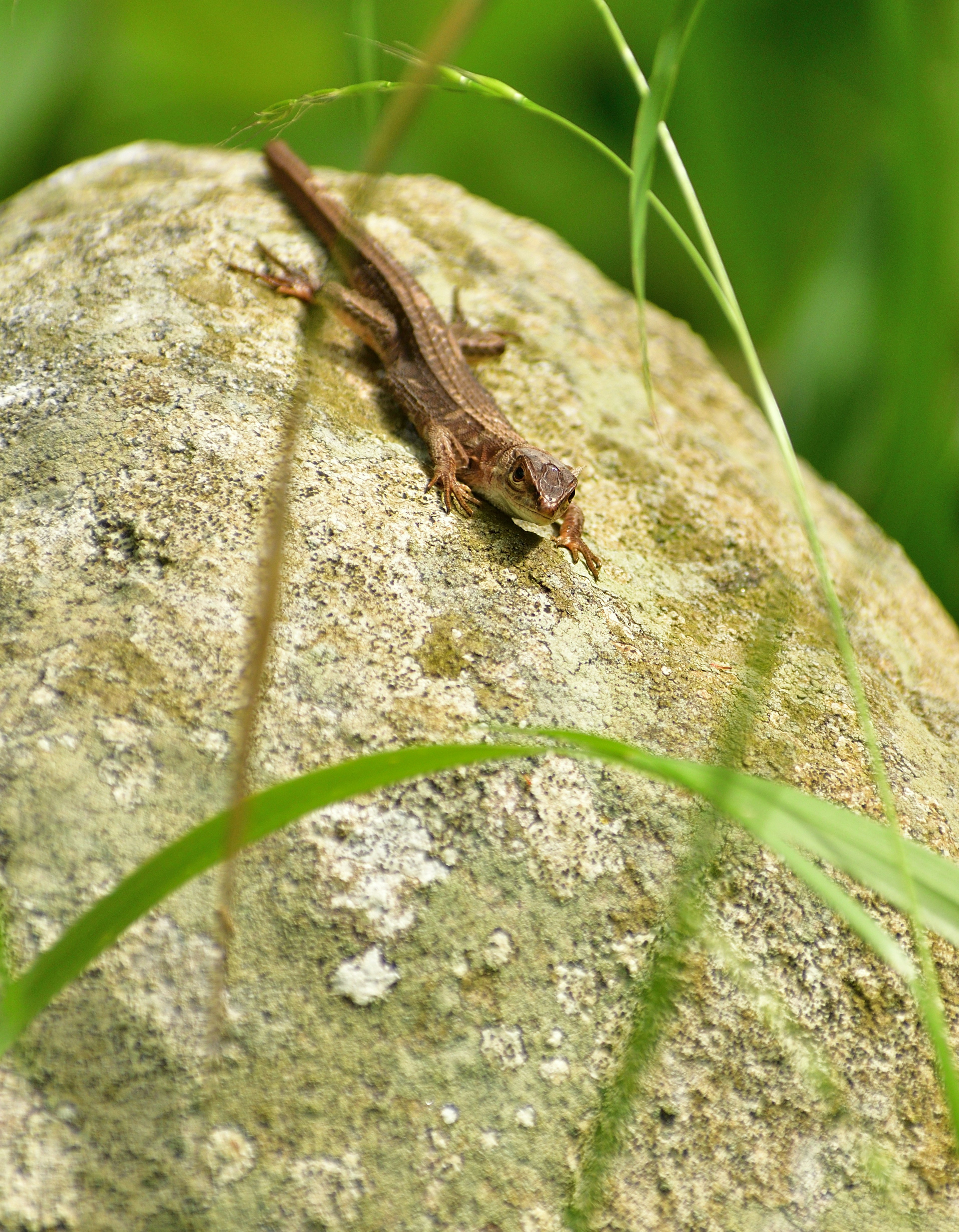 Un pequeño lagarto descansando sobre una roca rodeada de hierba verde