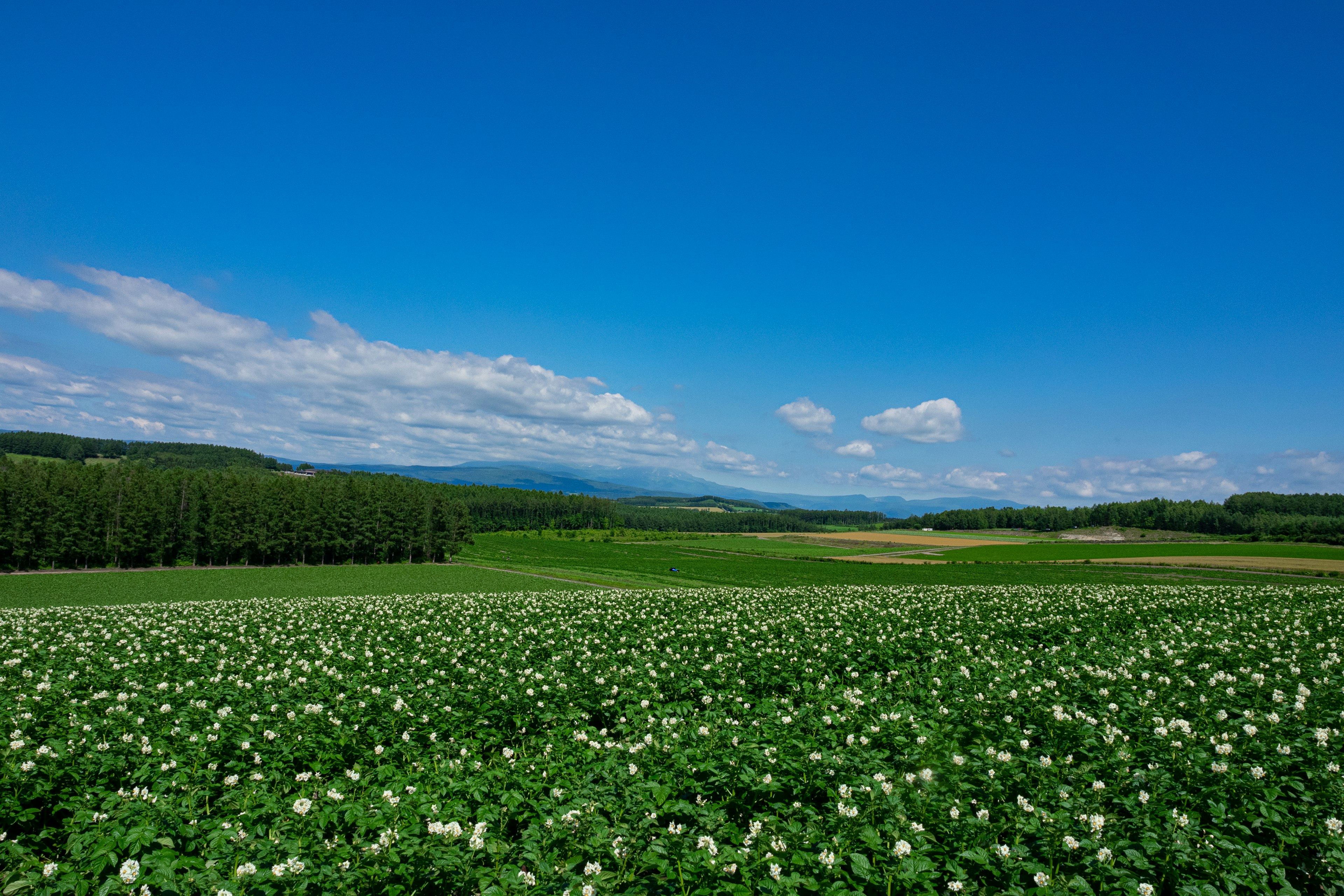 Champ vert avec des fleurs blanches sous un ciel bleu et des montagnes lointaines