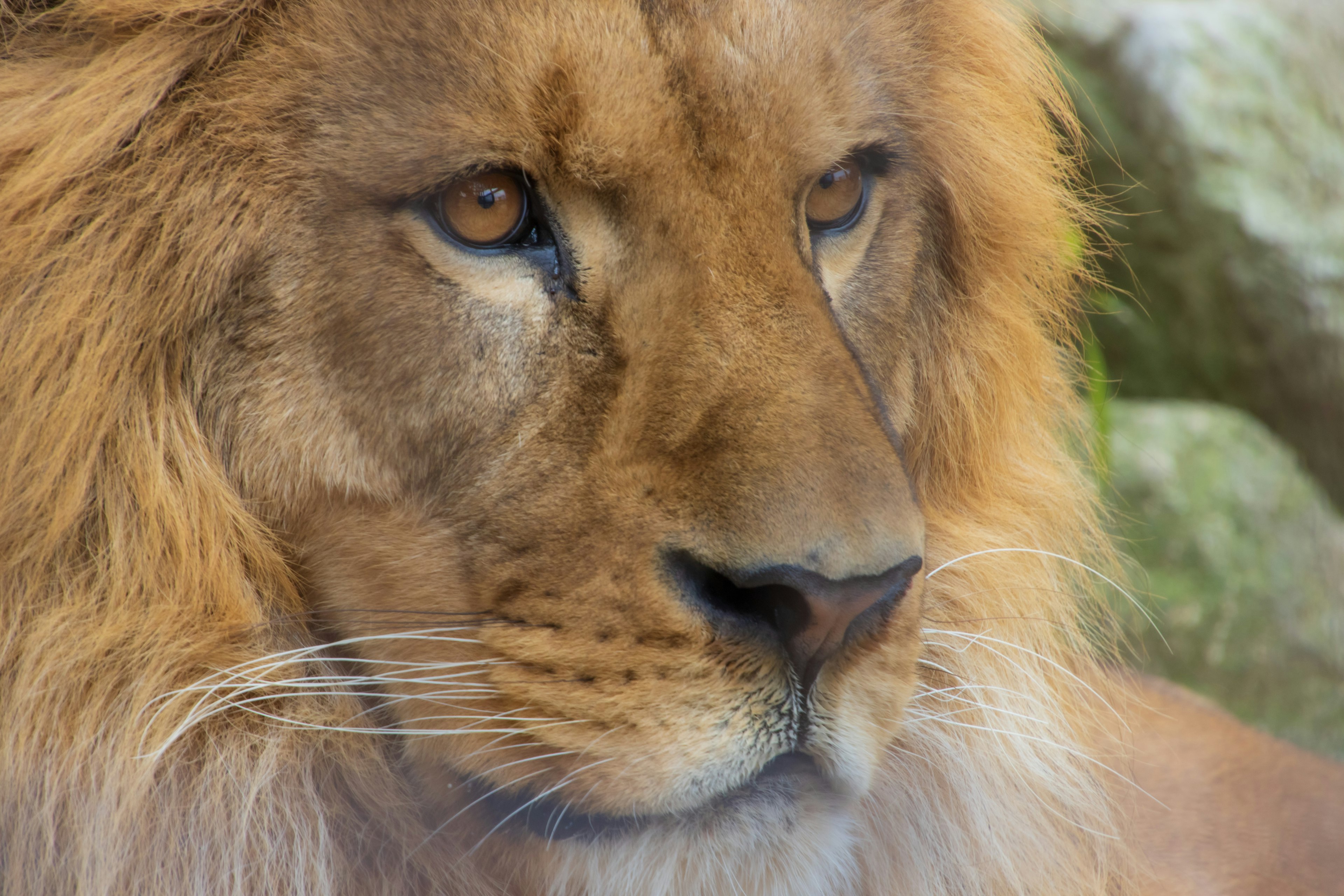 Close-up of a lion's face showcasing its fur and eyes