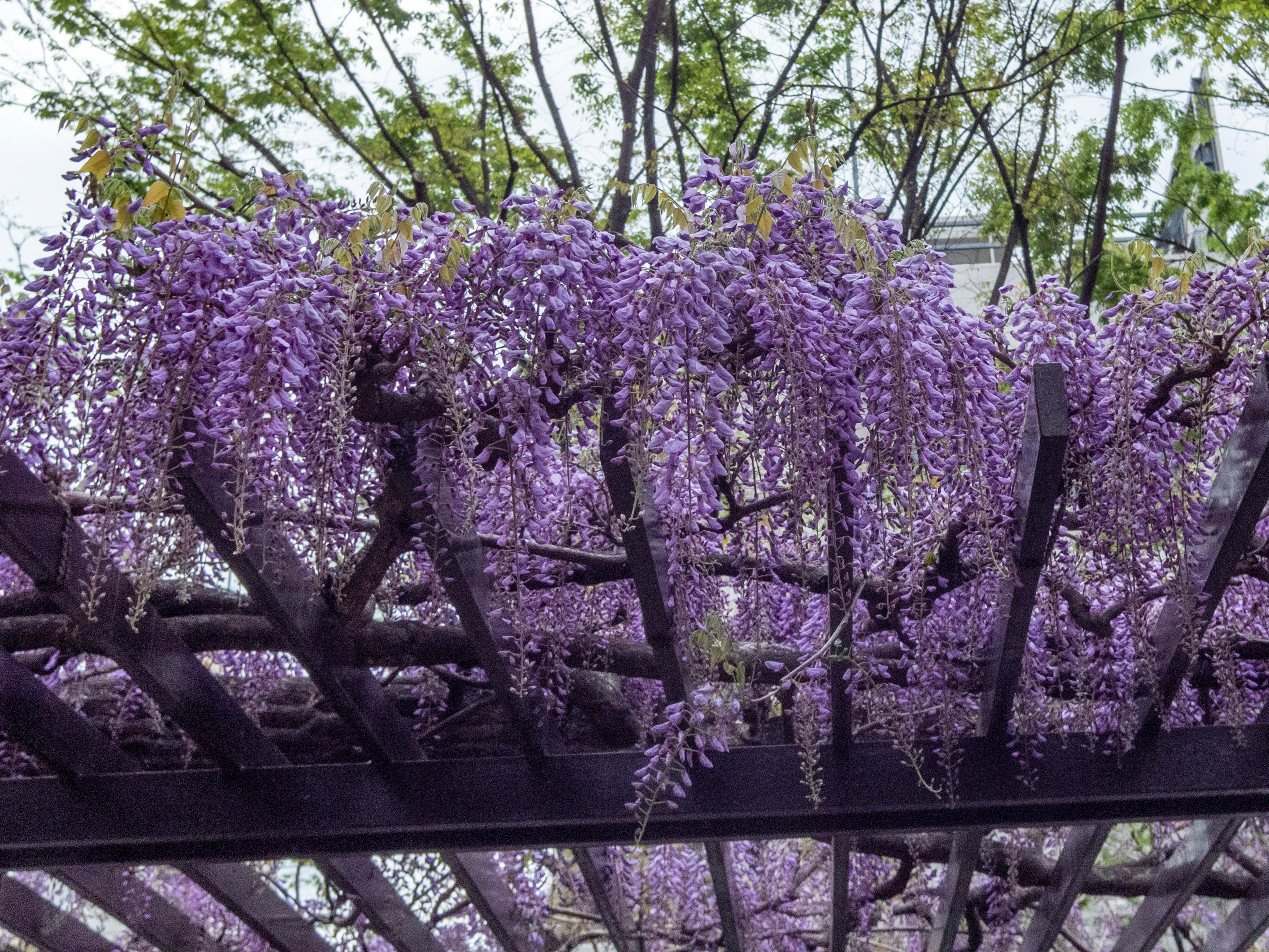 紫色の藤の花が垂れ下がる木製のパーゴラ