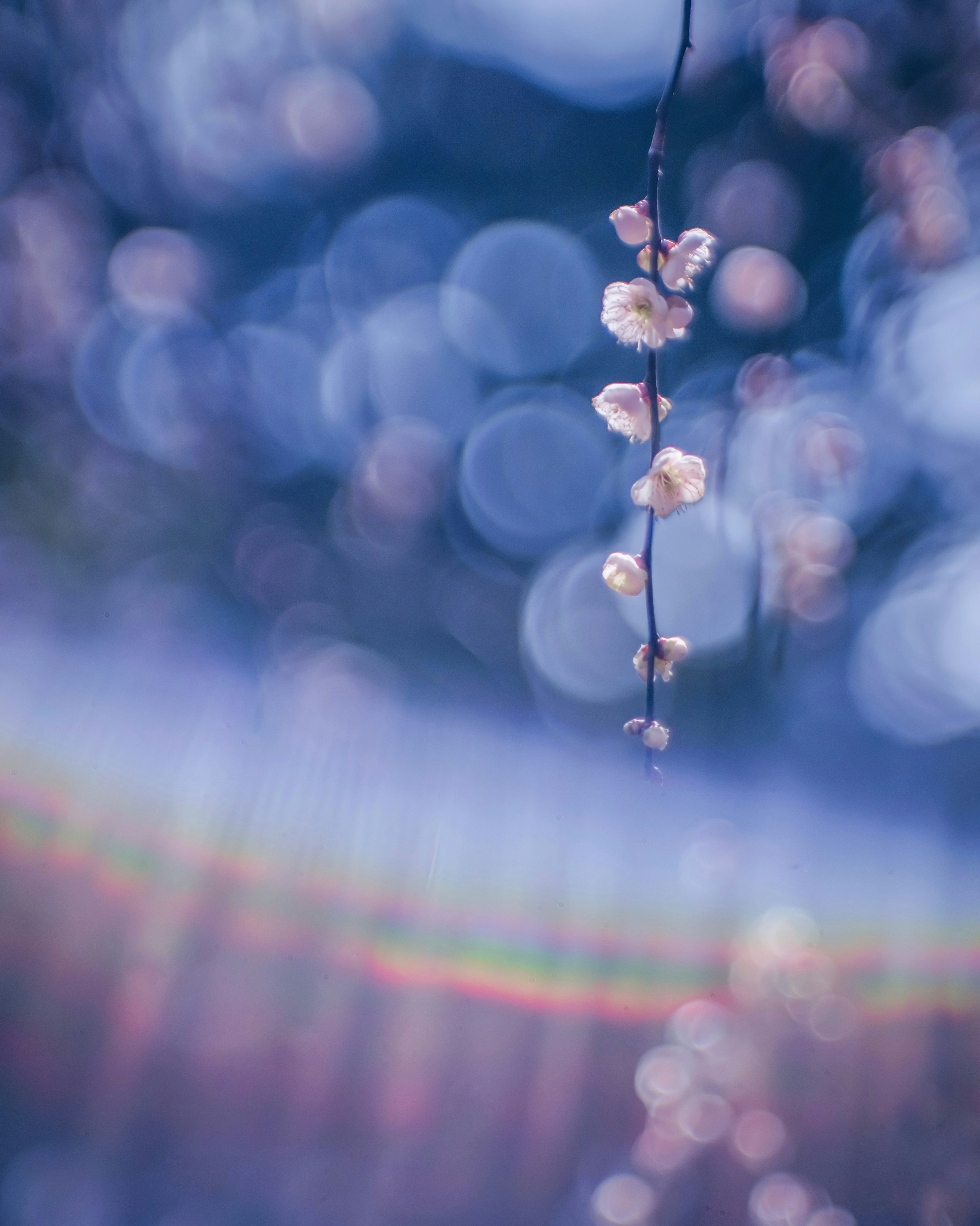 A branch with delicate flowers hanging in a beautiful bokeh background