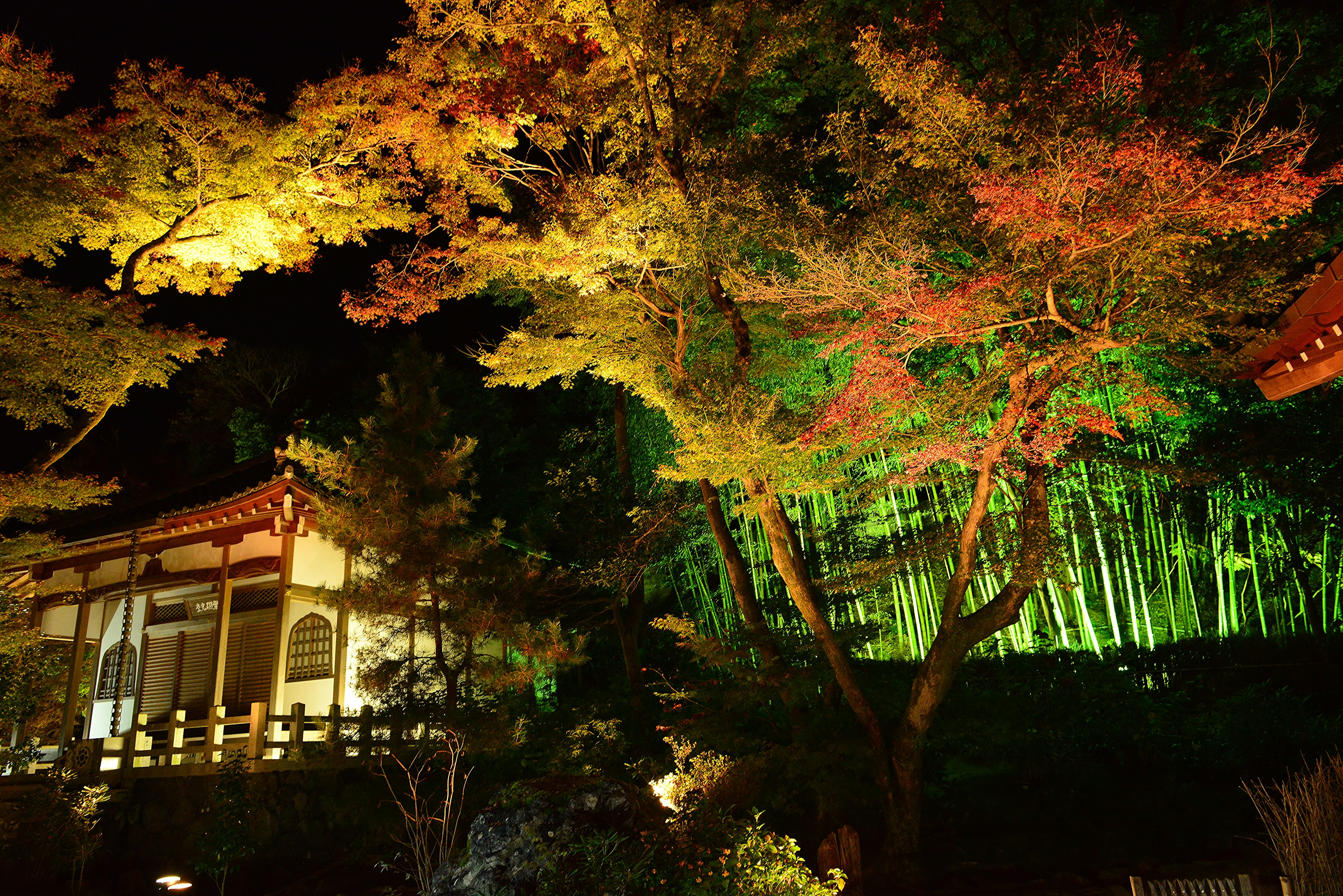 Beautiful Japanese garden with autumn foliage and bamboo at night