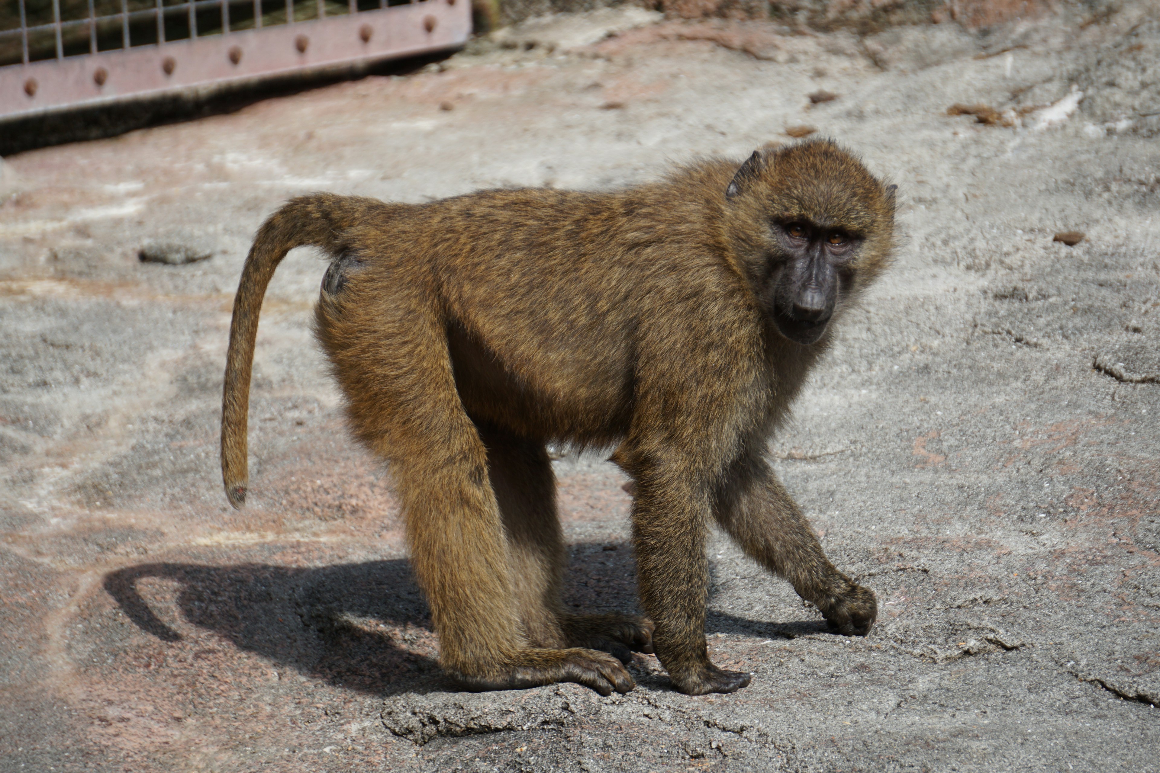 Baboon standing on rocky surface