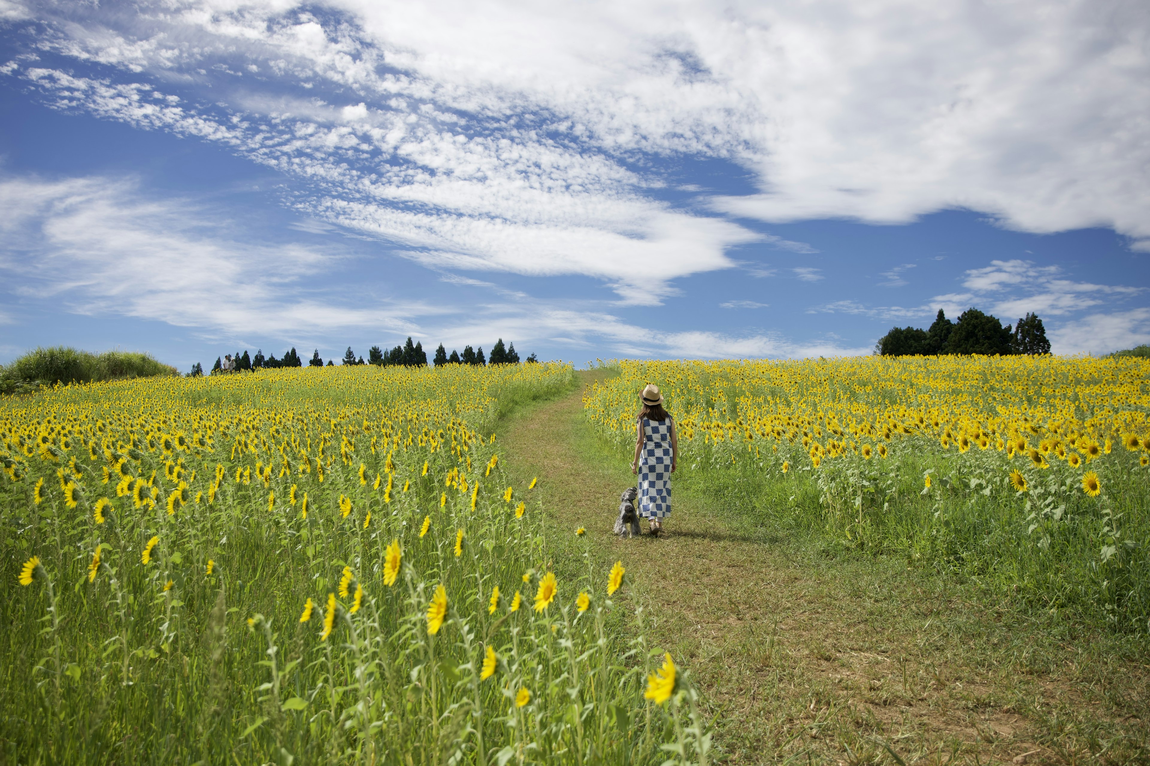 Silhouette d'une femme marchant à travers un champ de tournesols sous un ciel bleu