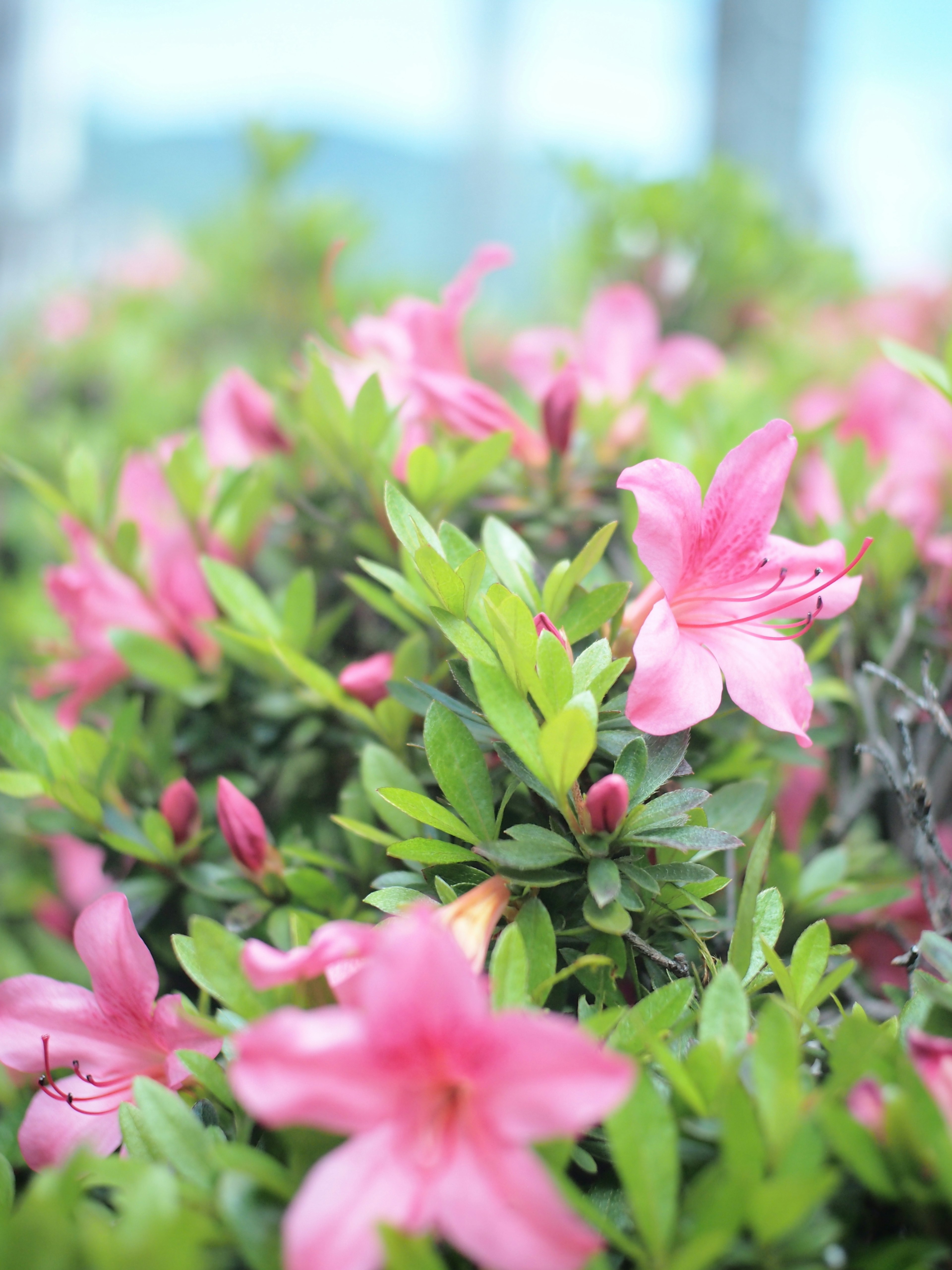 Gros plan sur des fleurs roses vibrantes sur un feuillage vert