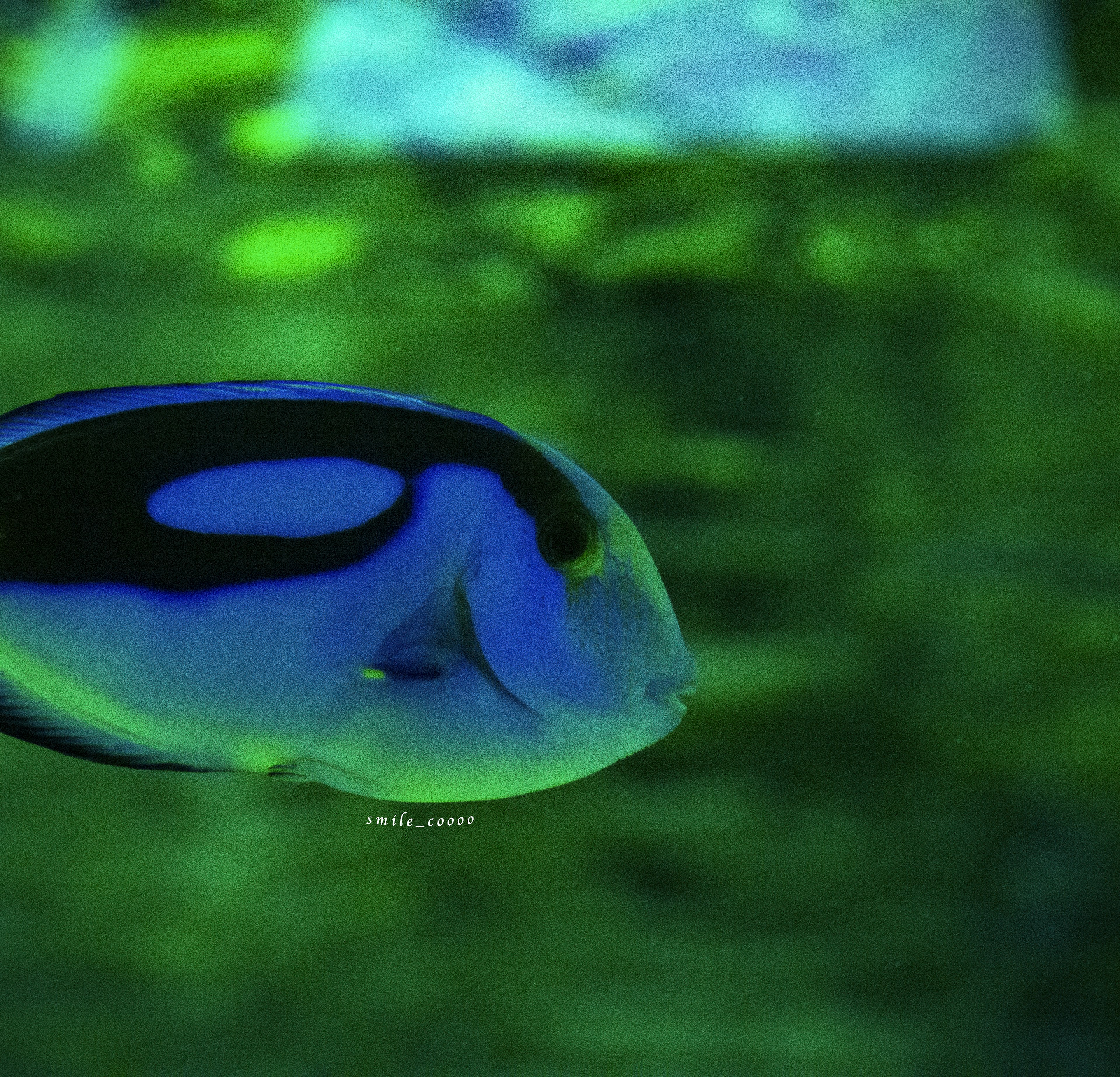 青と黒の模様を持つ魚が水中で泳いでいる