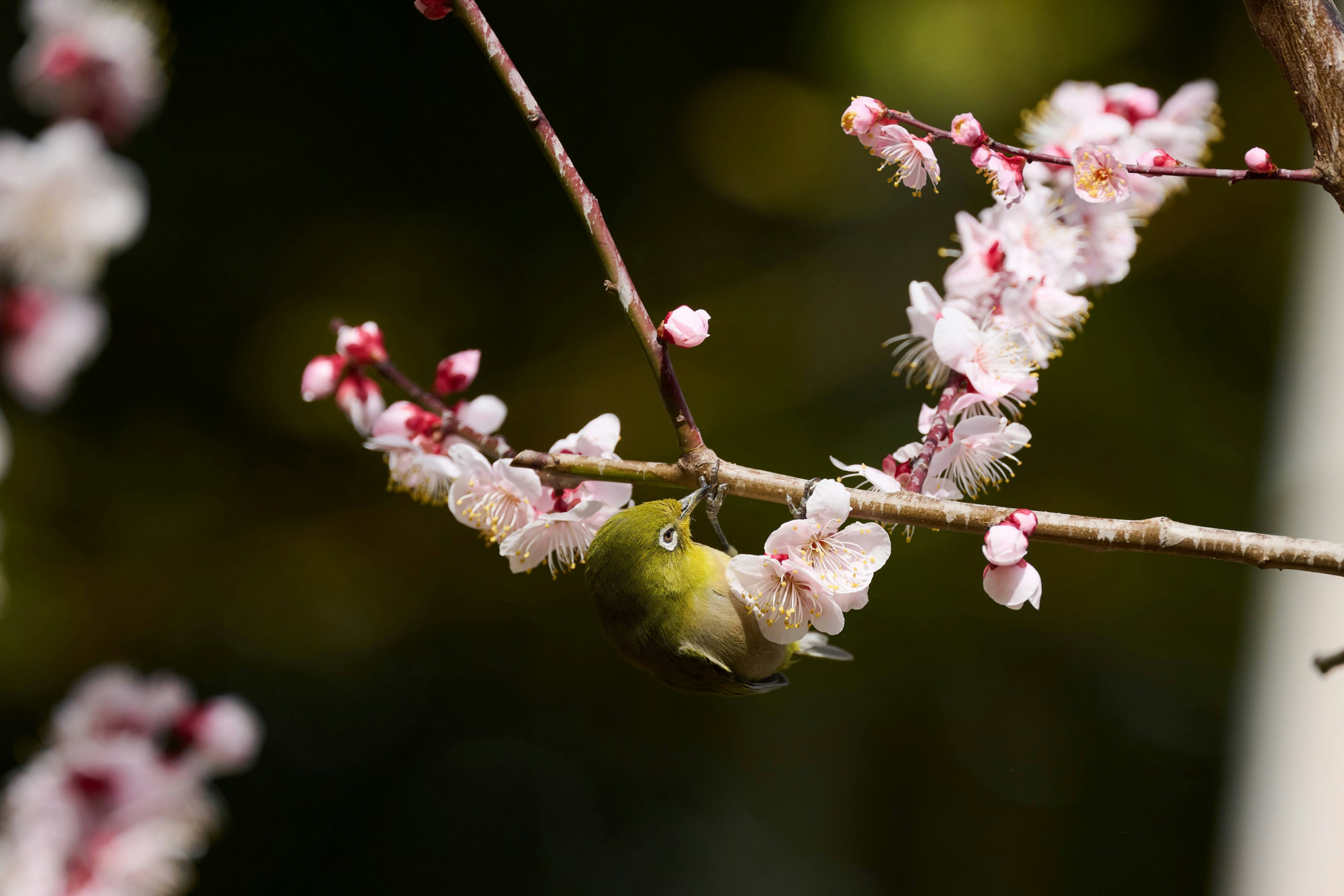 桜の花に止まる小さな鳥の鮮やかな姿