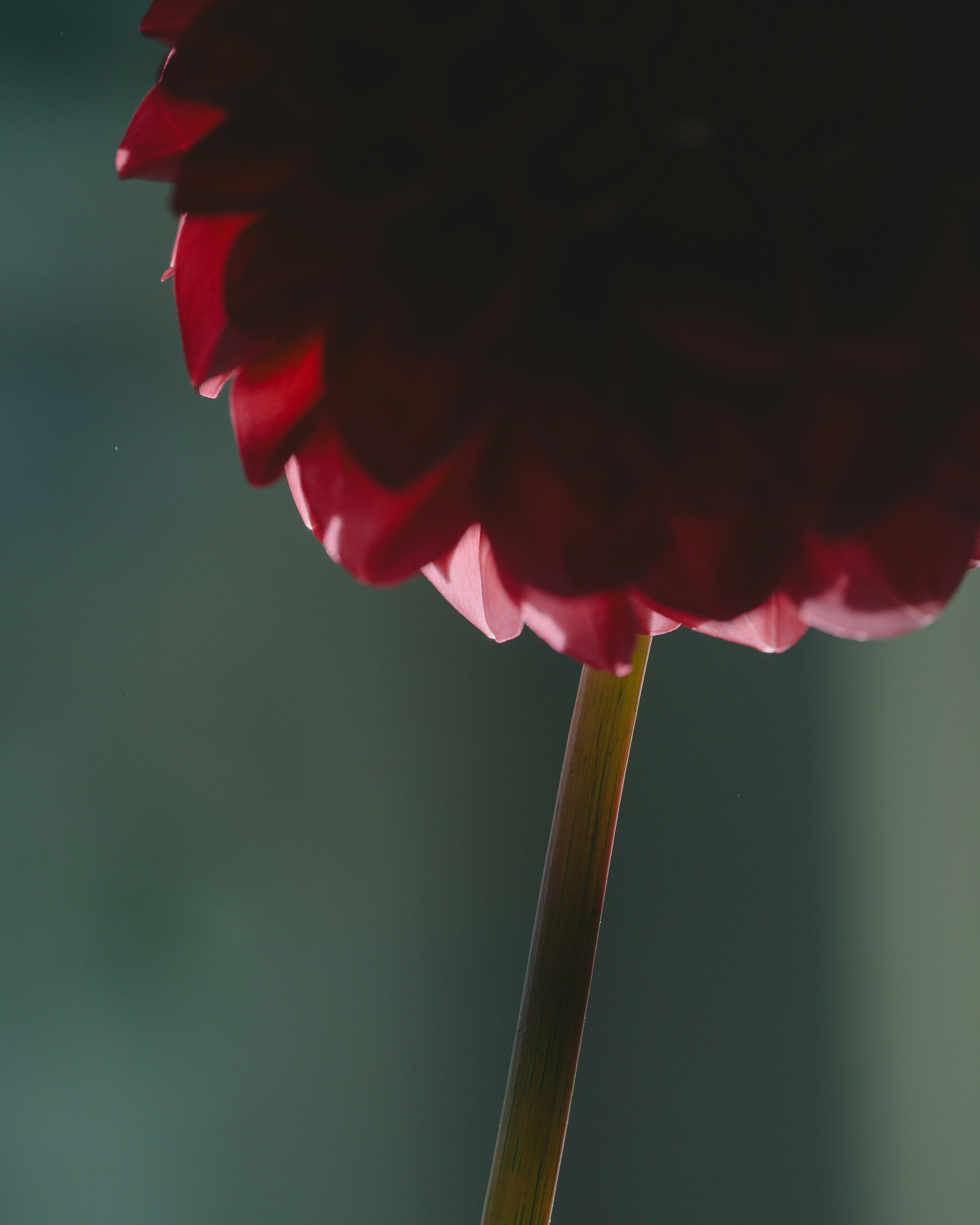 Close-up of a red flower side view showcasing petal details against a green background