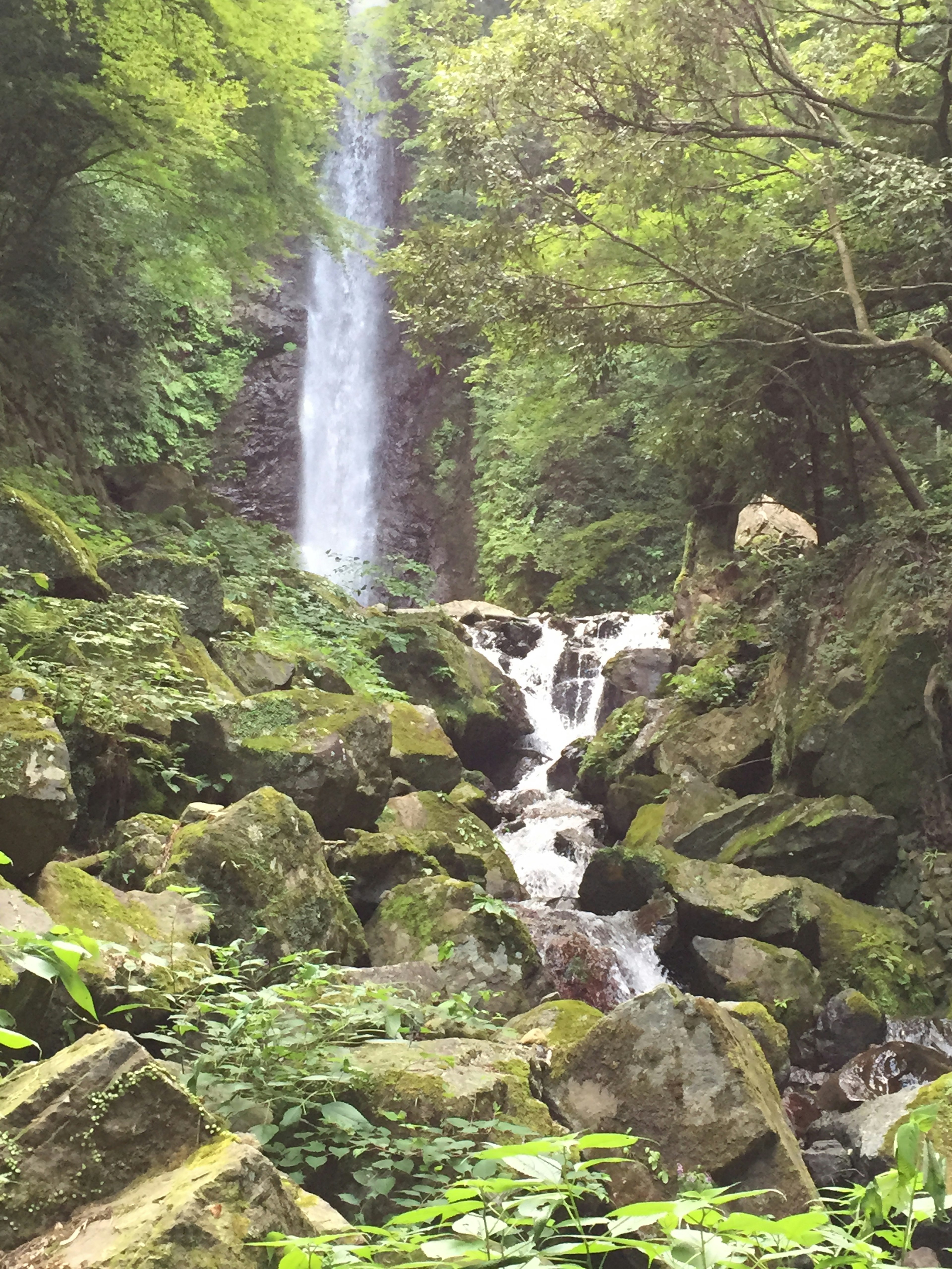 Cascada que fluye entre rocas en un bosque verde