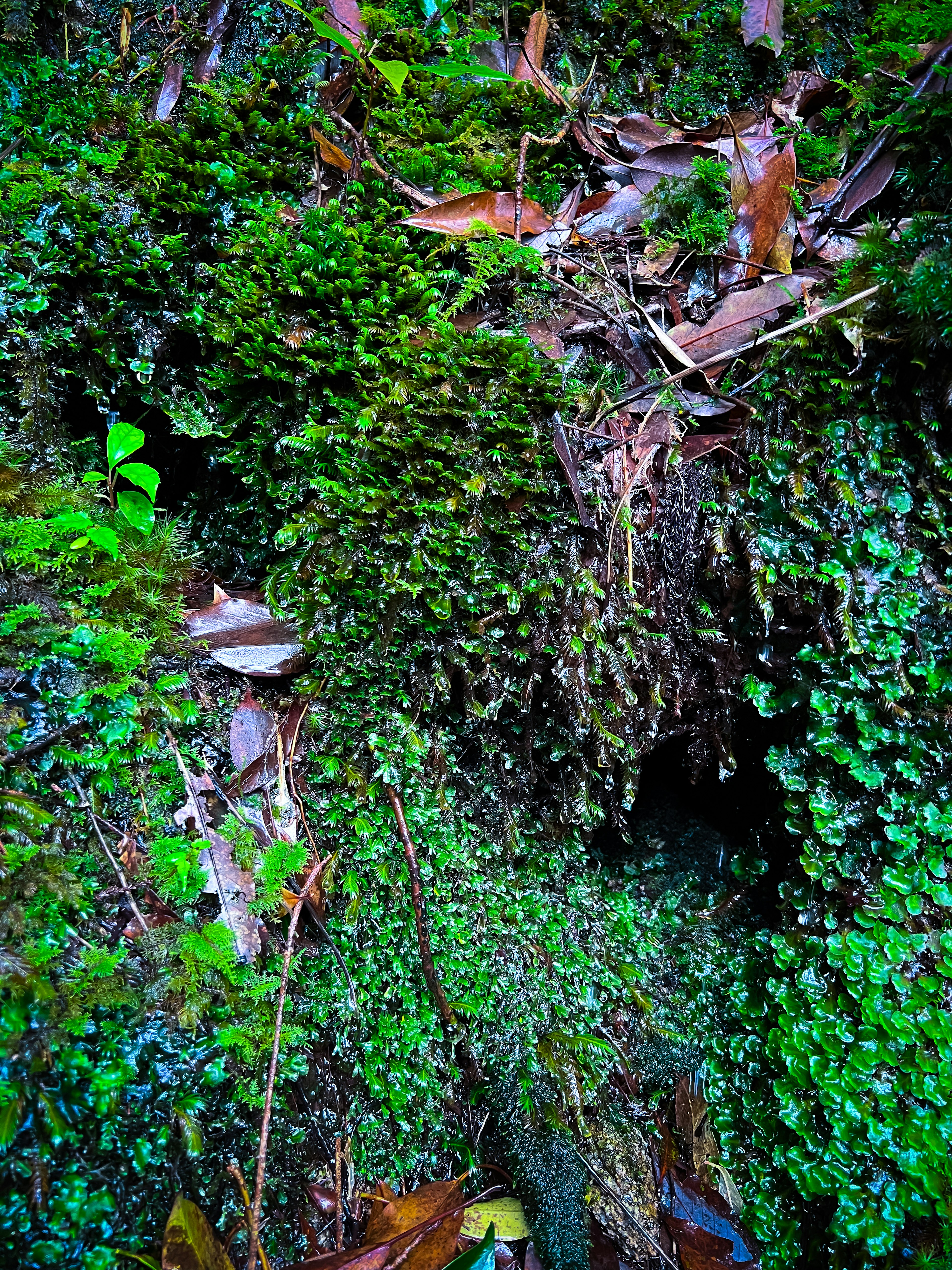 Musgo verde exuberante y hojas en un entorno natural