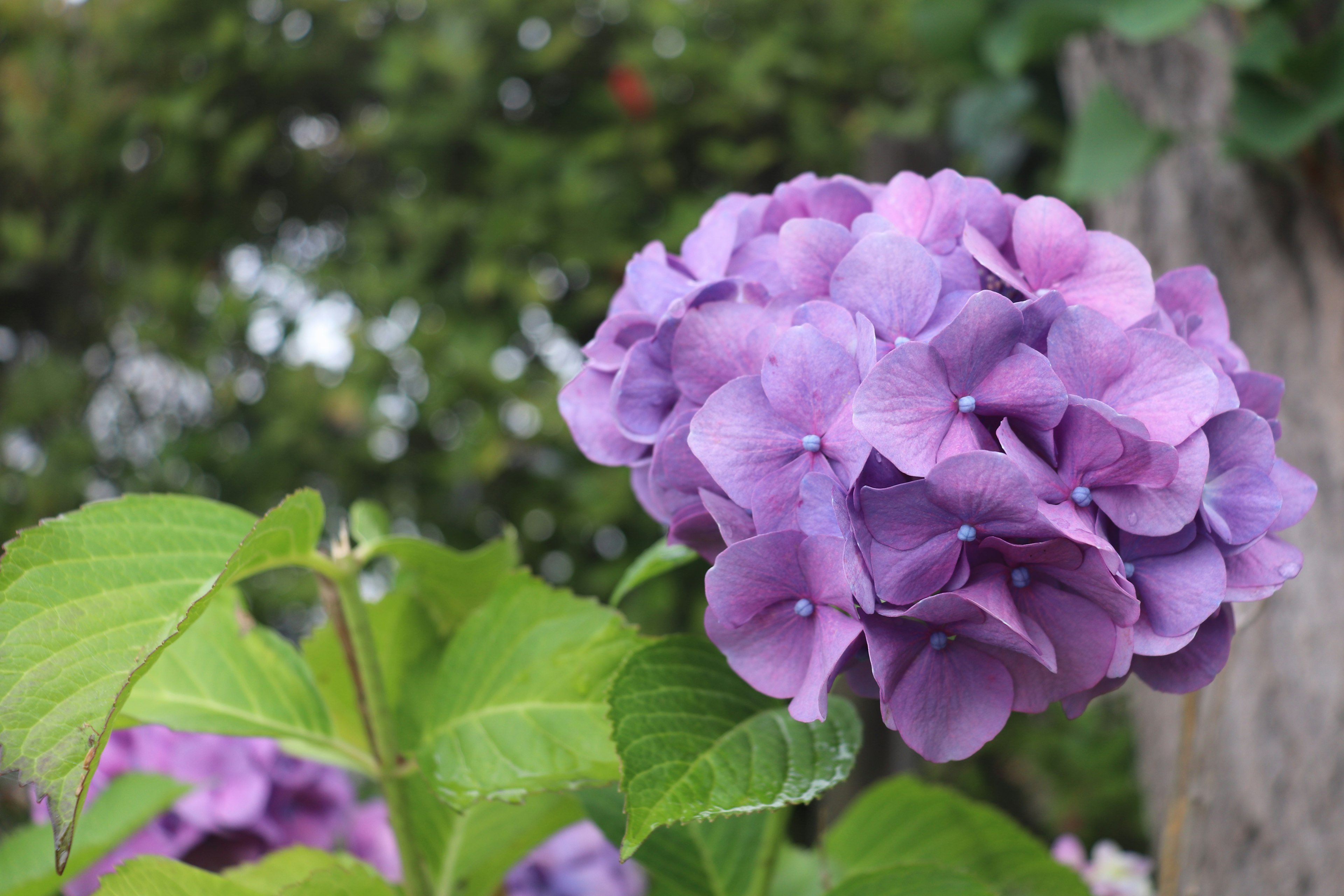 Fleur d'hortensia violet avec des feuilles vertes