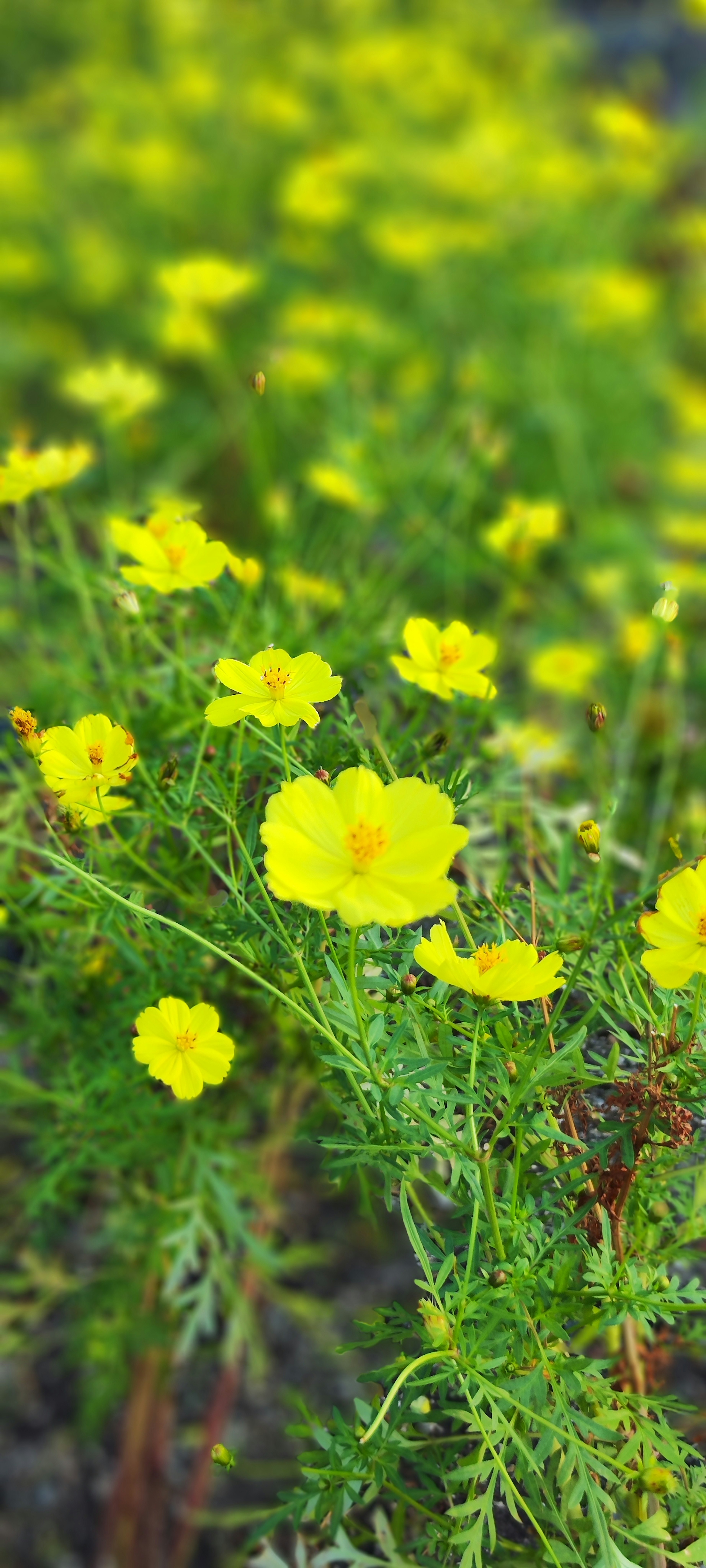 鮮やかな黄色の花々が咲く緑の草地