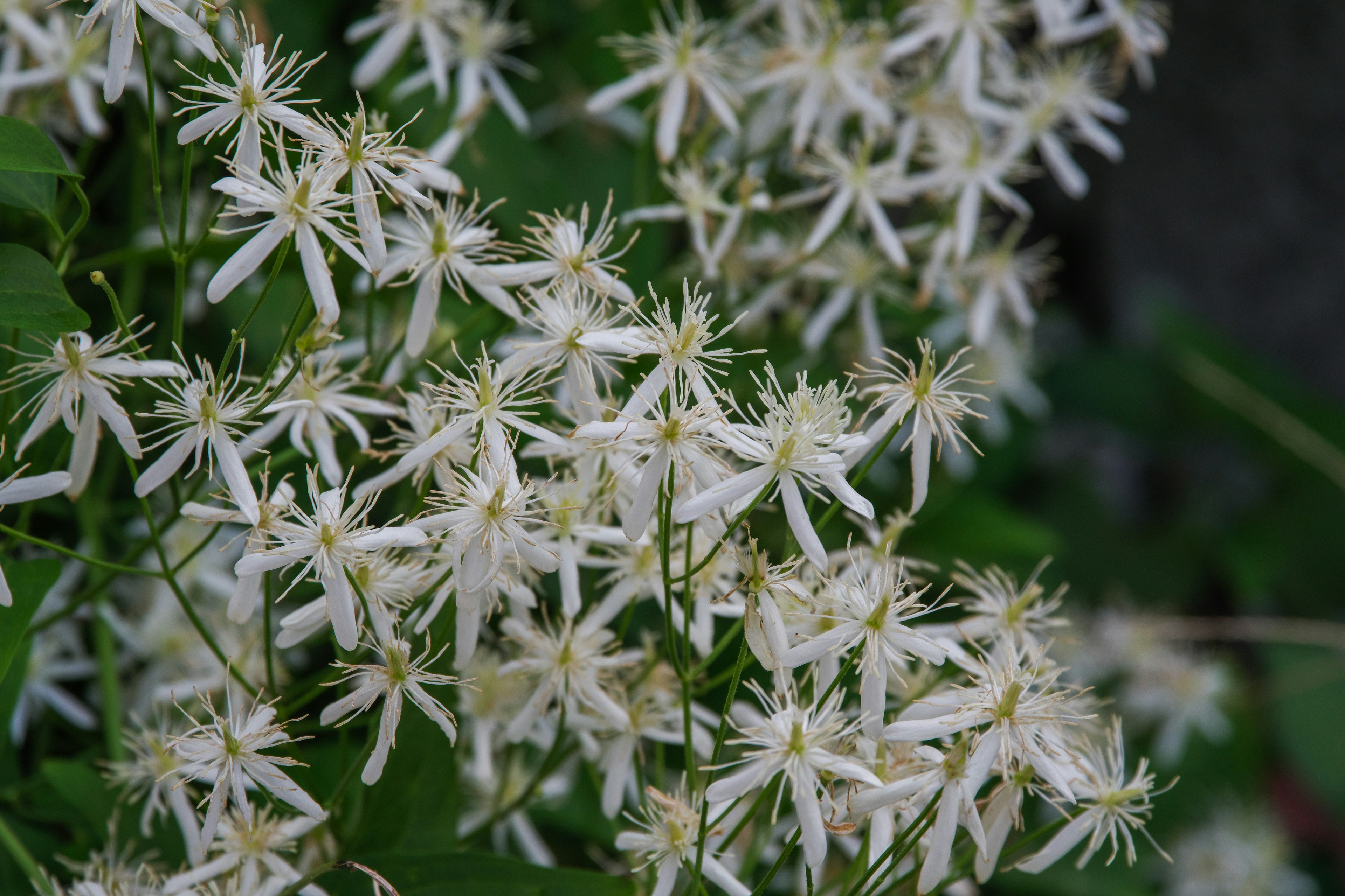 Raggruppamento di fiori bianchi con fogliame verde