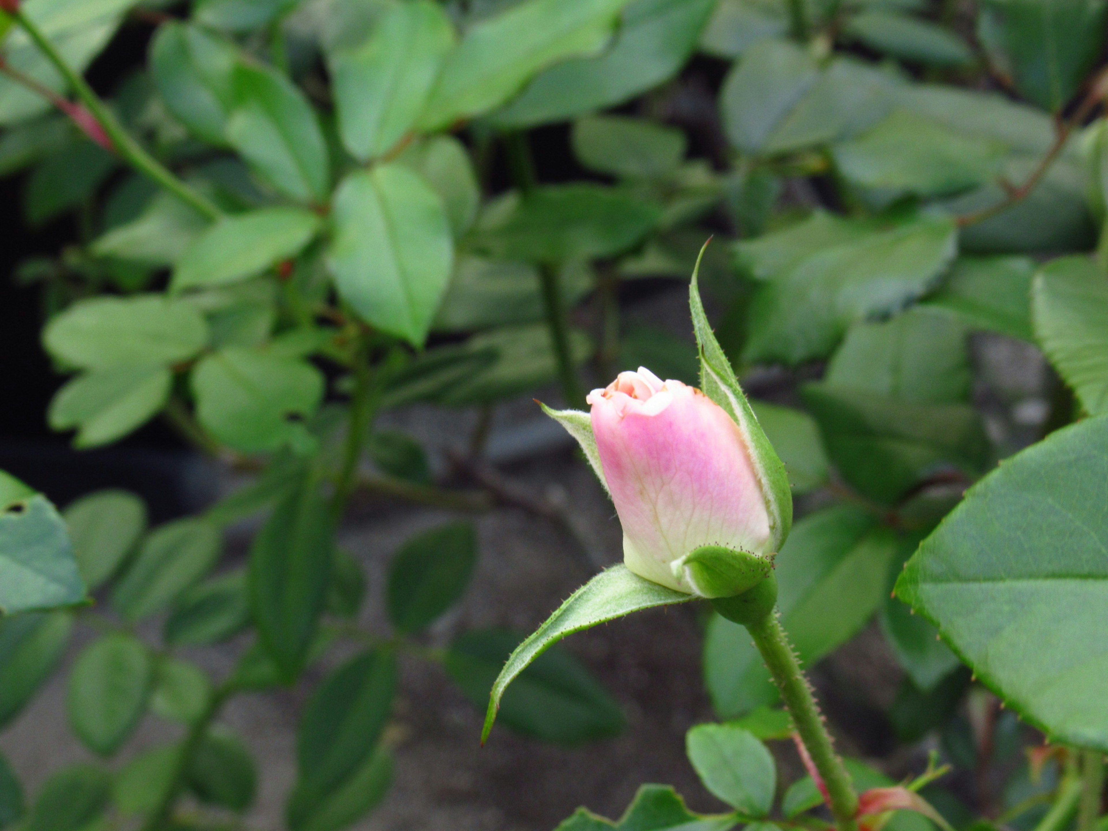 Brote de rosa rosa rodeado de hojas verdes