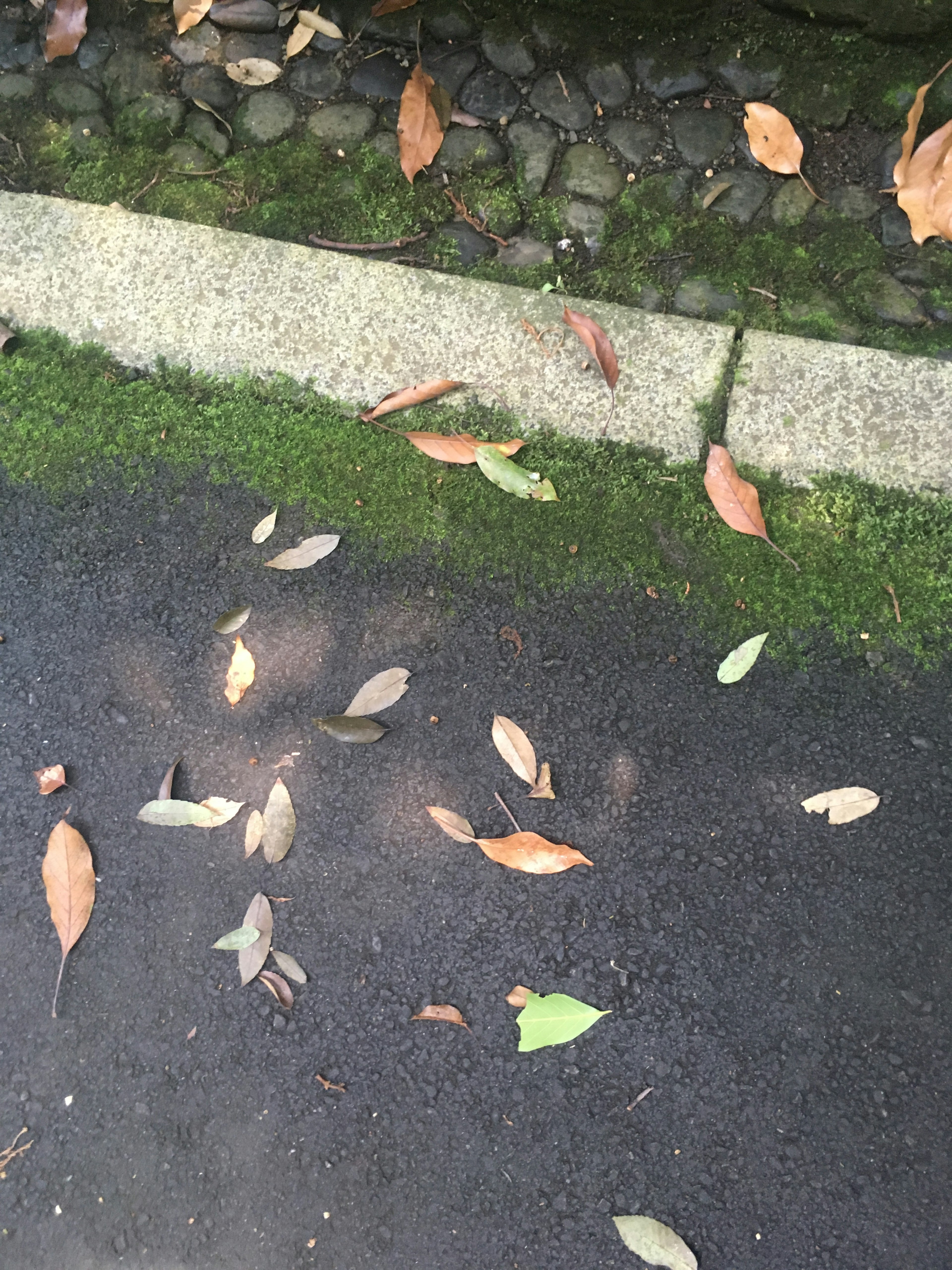 Feuilles colorées éparpillées sur un chemin pavé