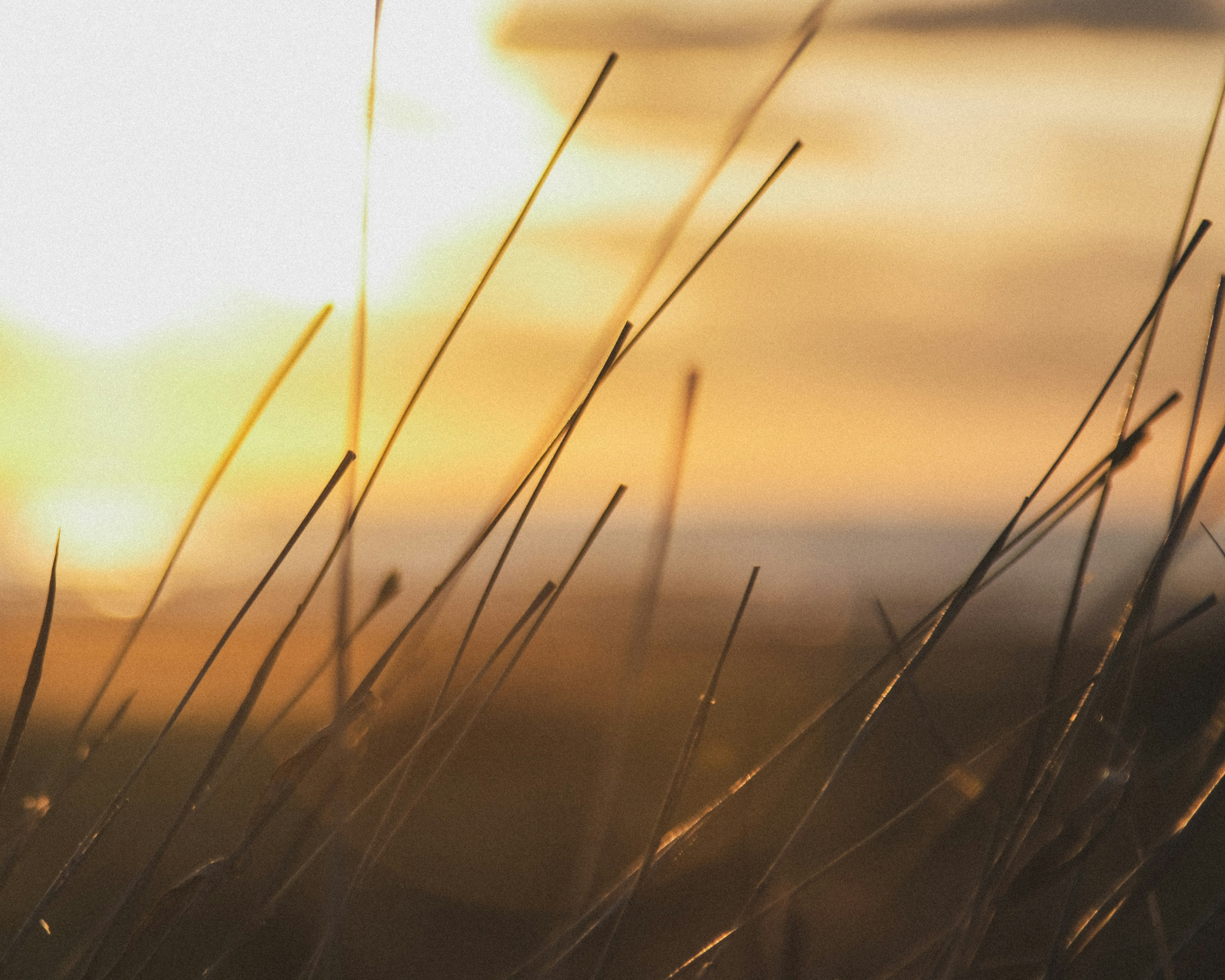 Close-up of grass blades against a sunset background