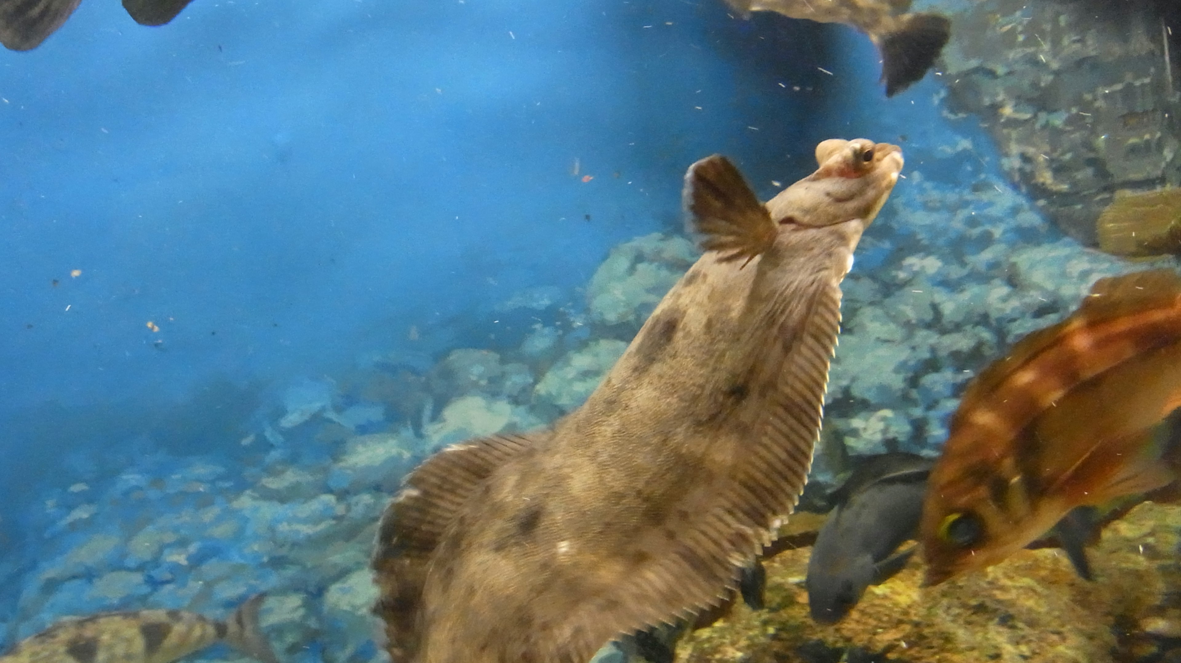 Flunder schwimmt im klaren Wasser mit bunten Fischen