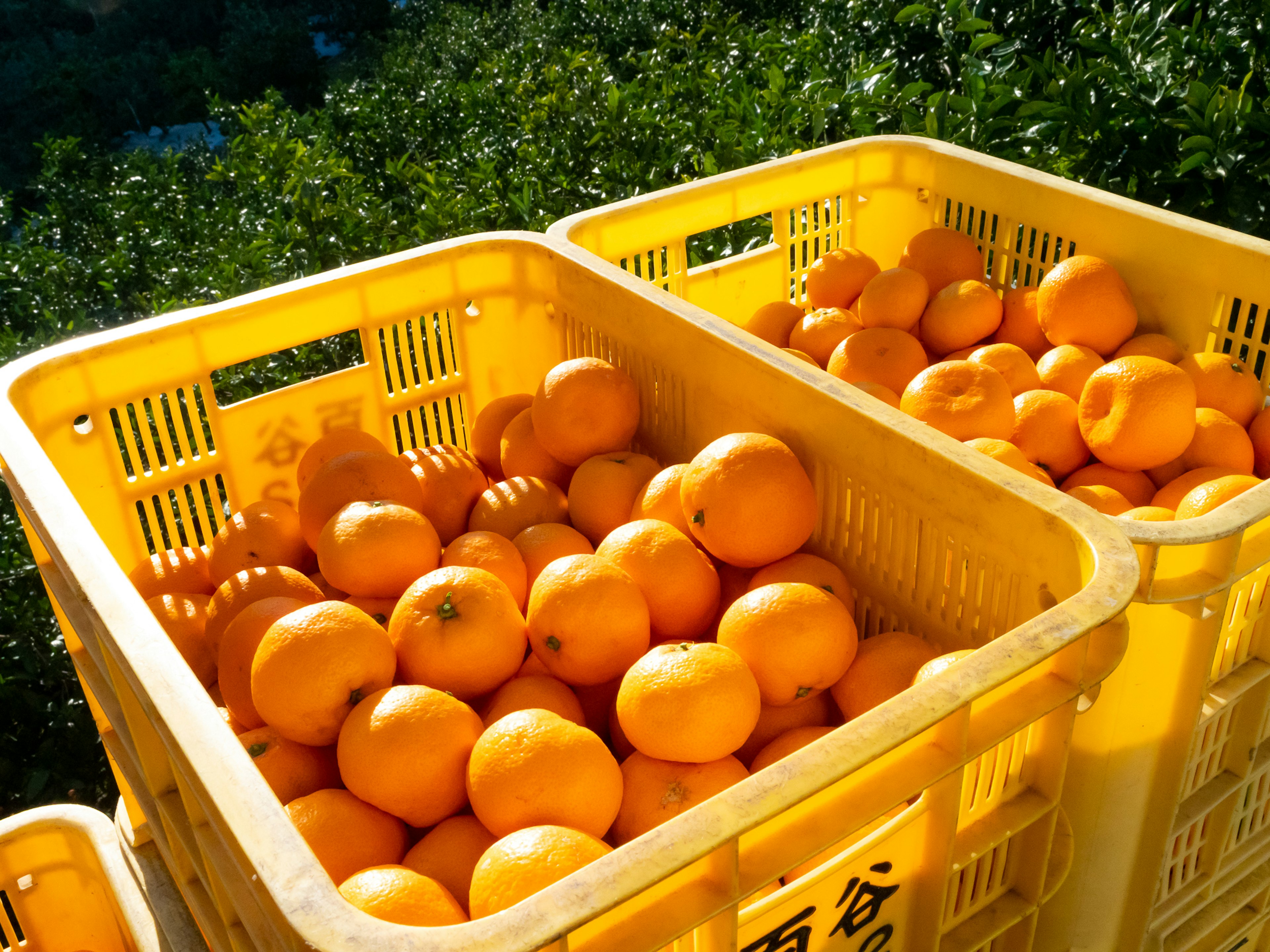 Fresh oranges packed in yellow baskets