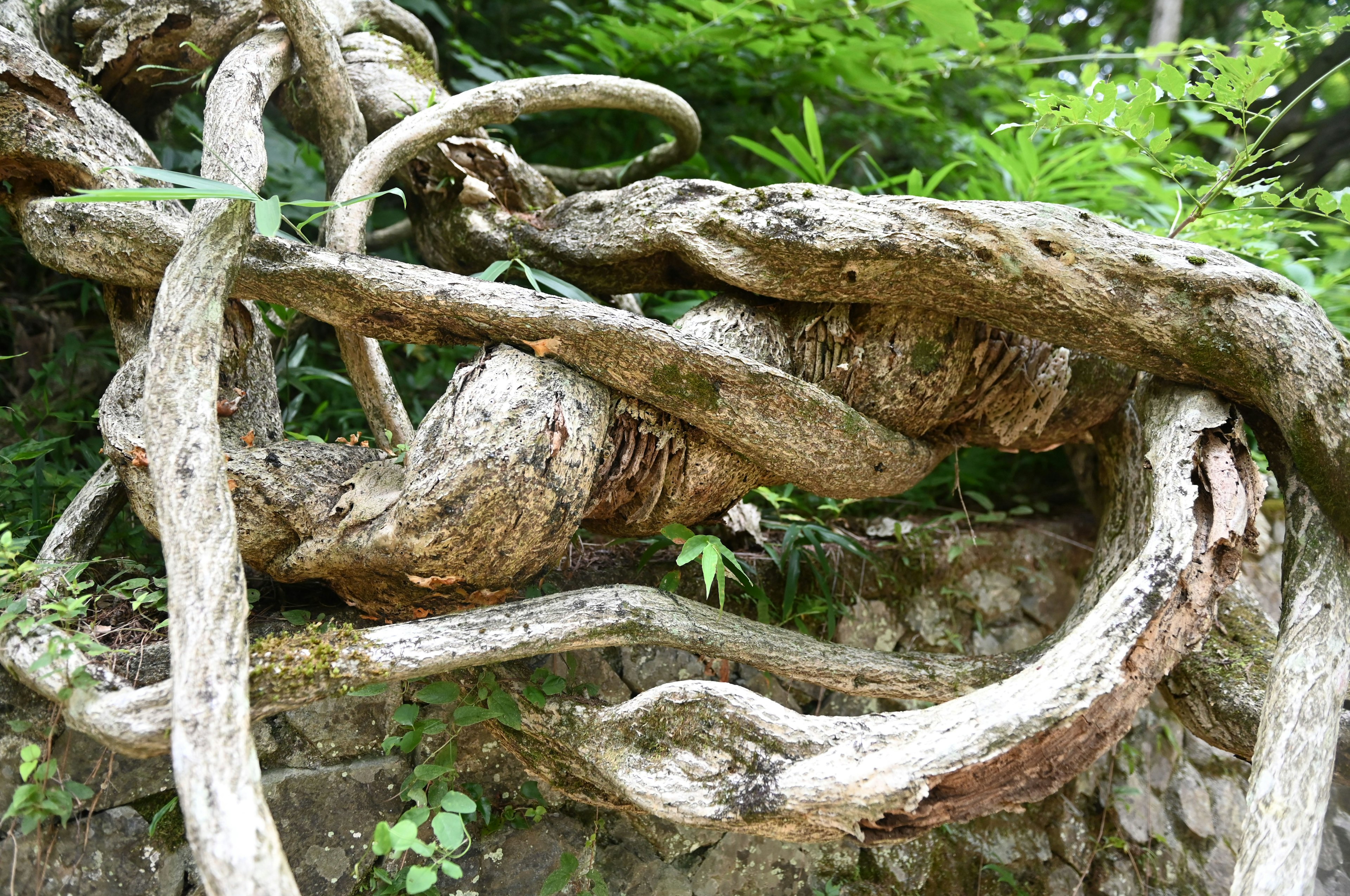 Radici di alberi intrecciate circondate da fogliame lussureggiante