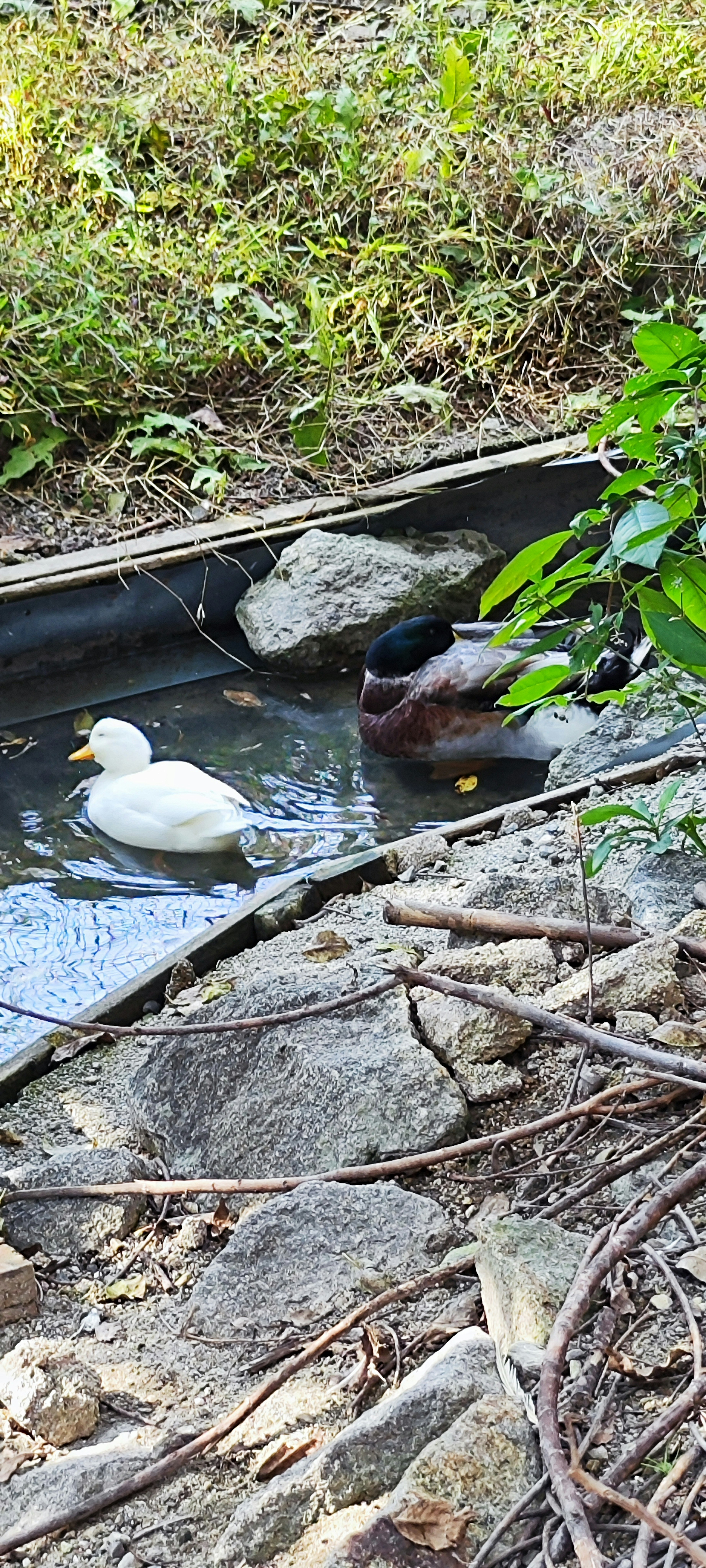 Pair of ducks swimming in water surrounded by green plants and rocks