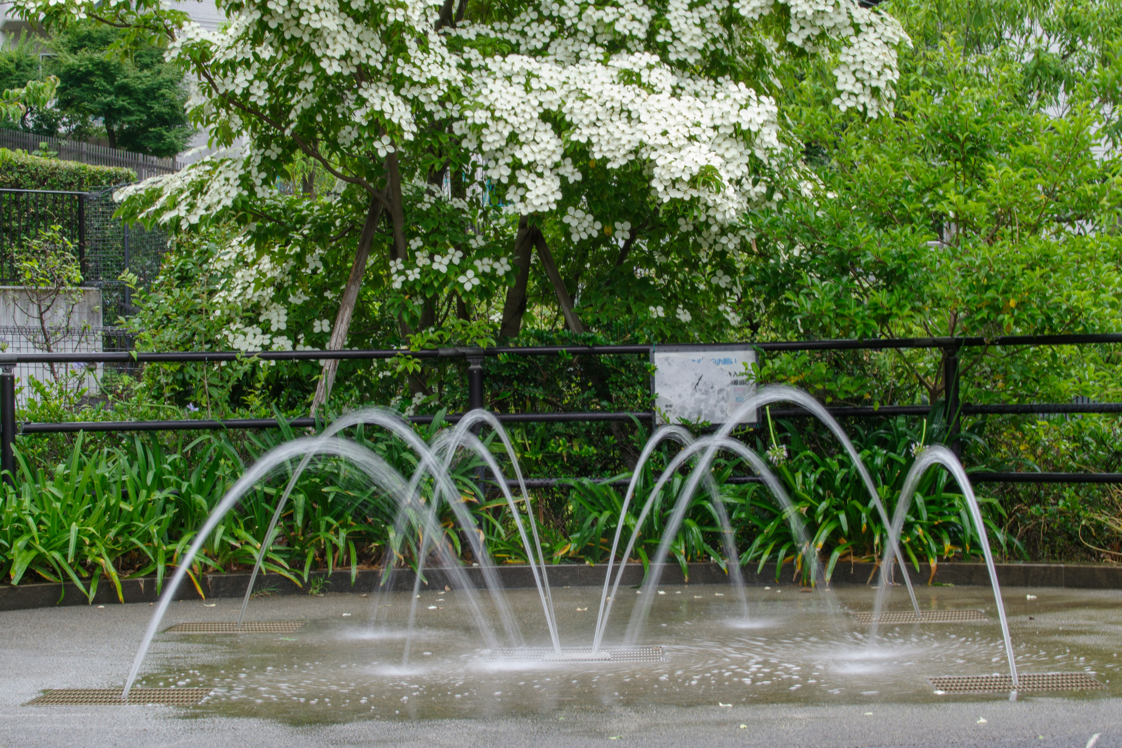 Fontaine de parc avec un arbre à fleurs blanches en arrière-plan