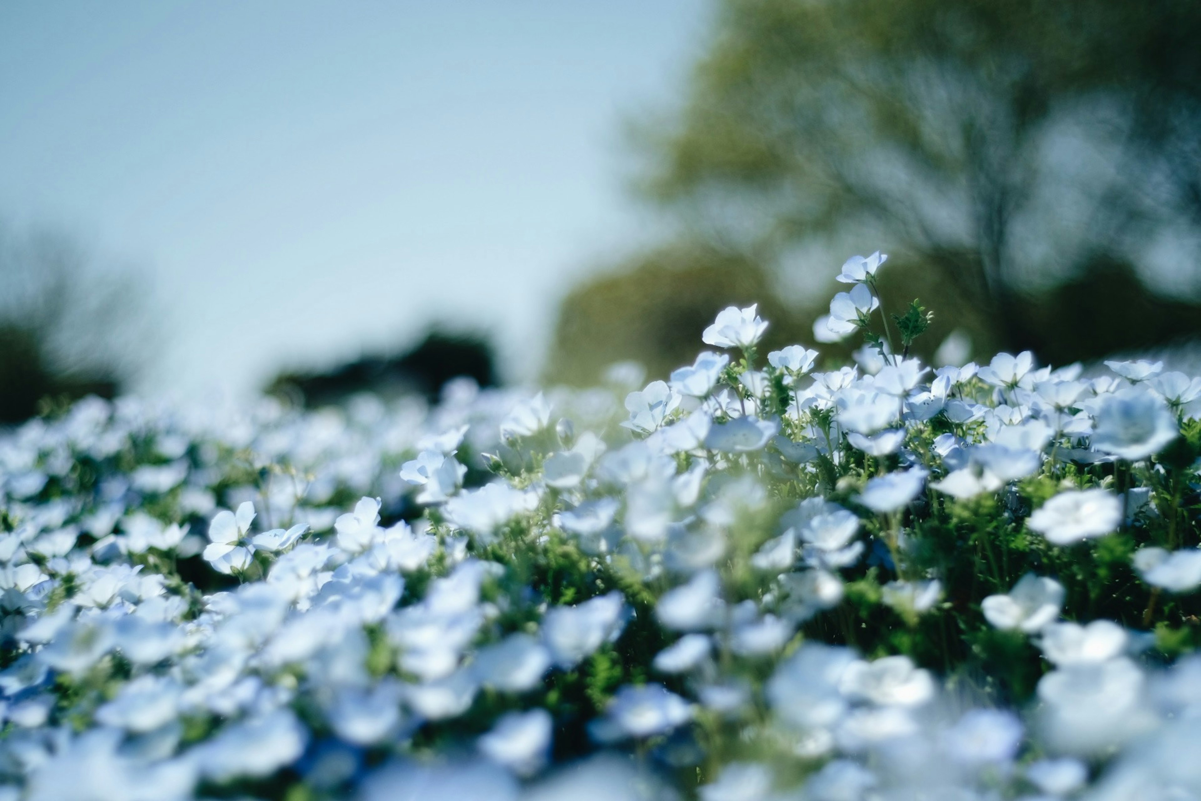 Campo de flores azules en flor