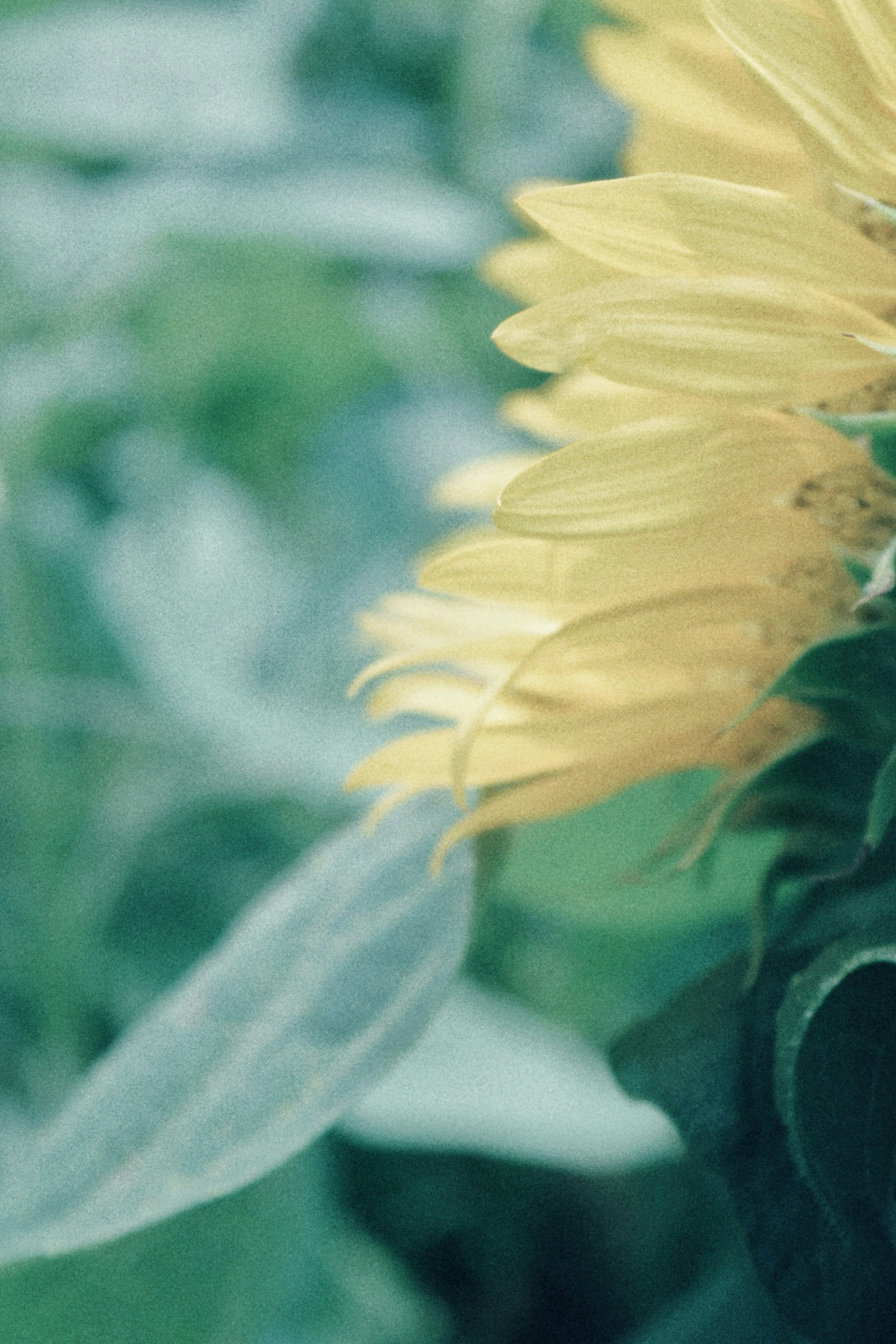 Petali di girasole gialli circondati da foglie verdi