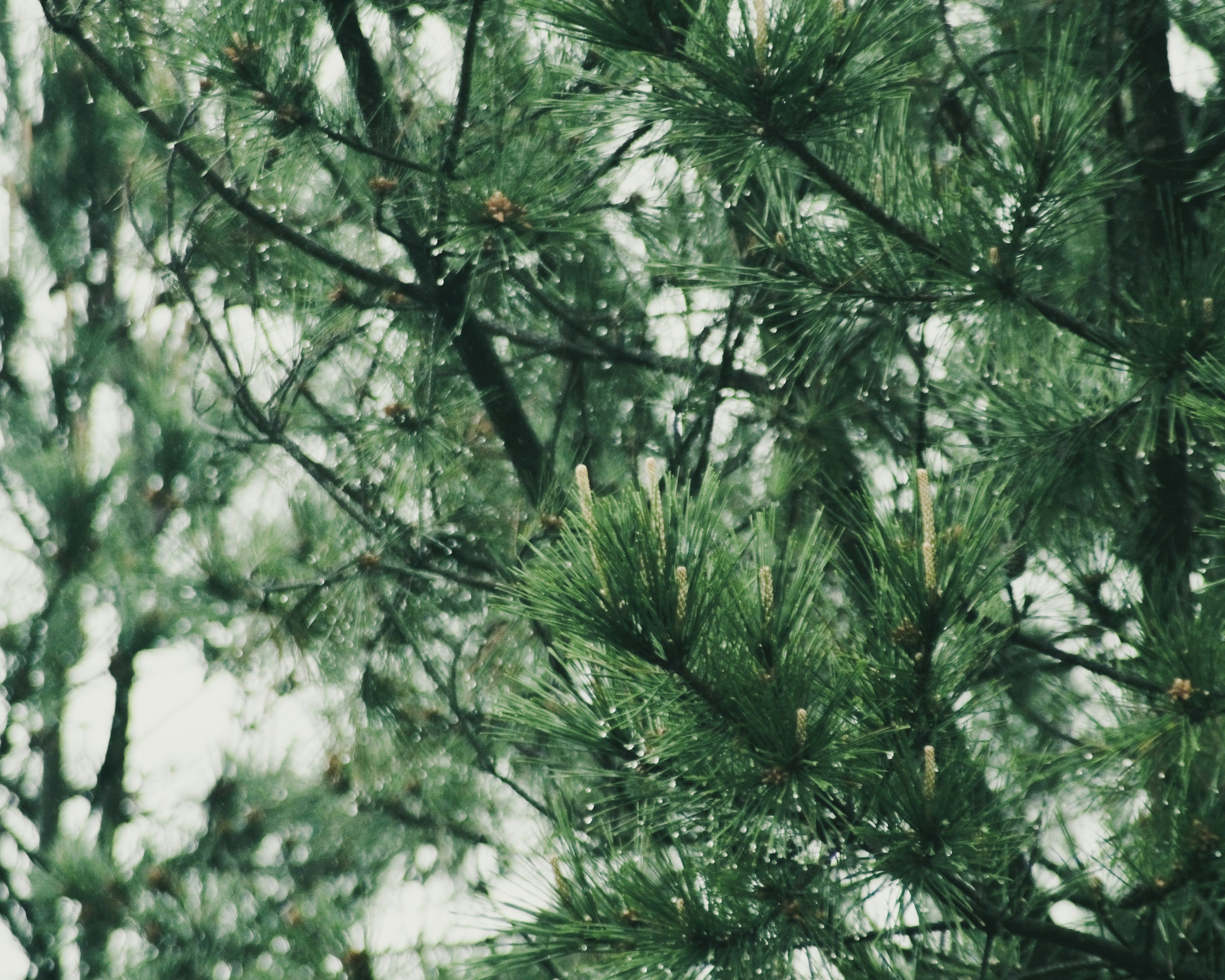 Close-up pohon pinus dengan jarum dan cabang hijau subur