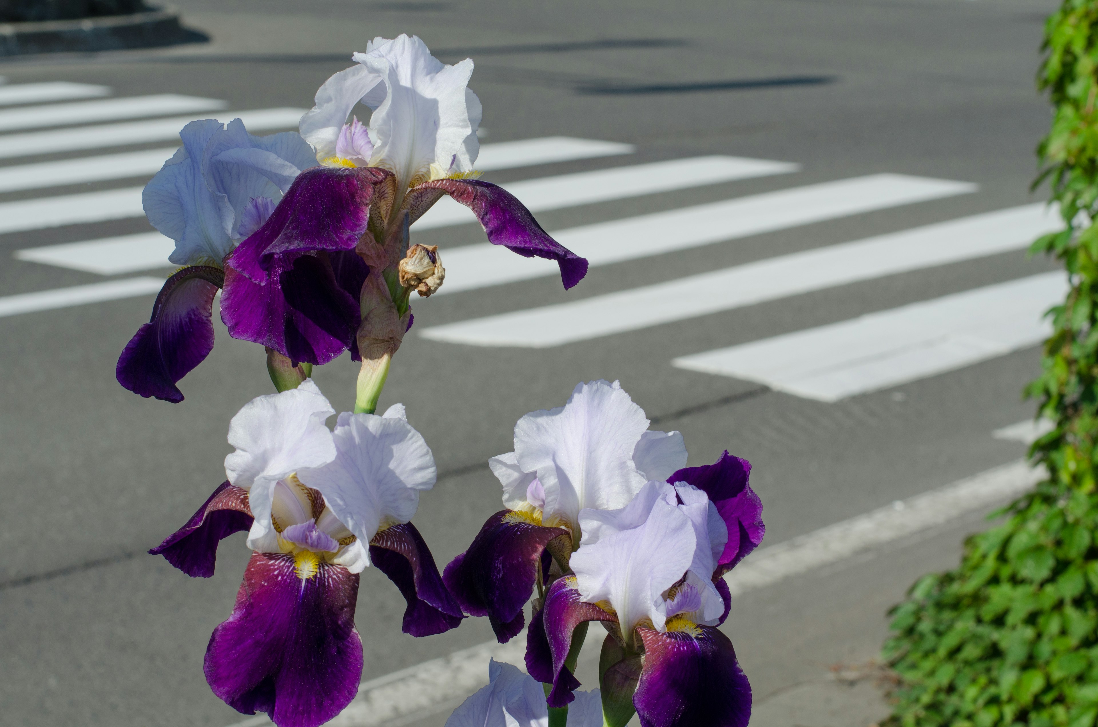 紫と白のアイリスの花が交差点近くに咲いている