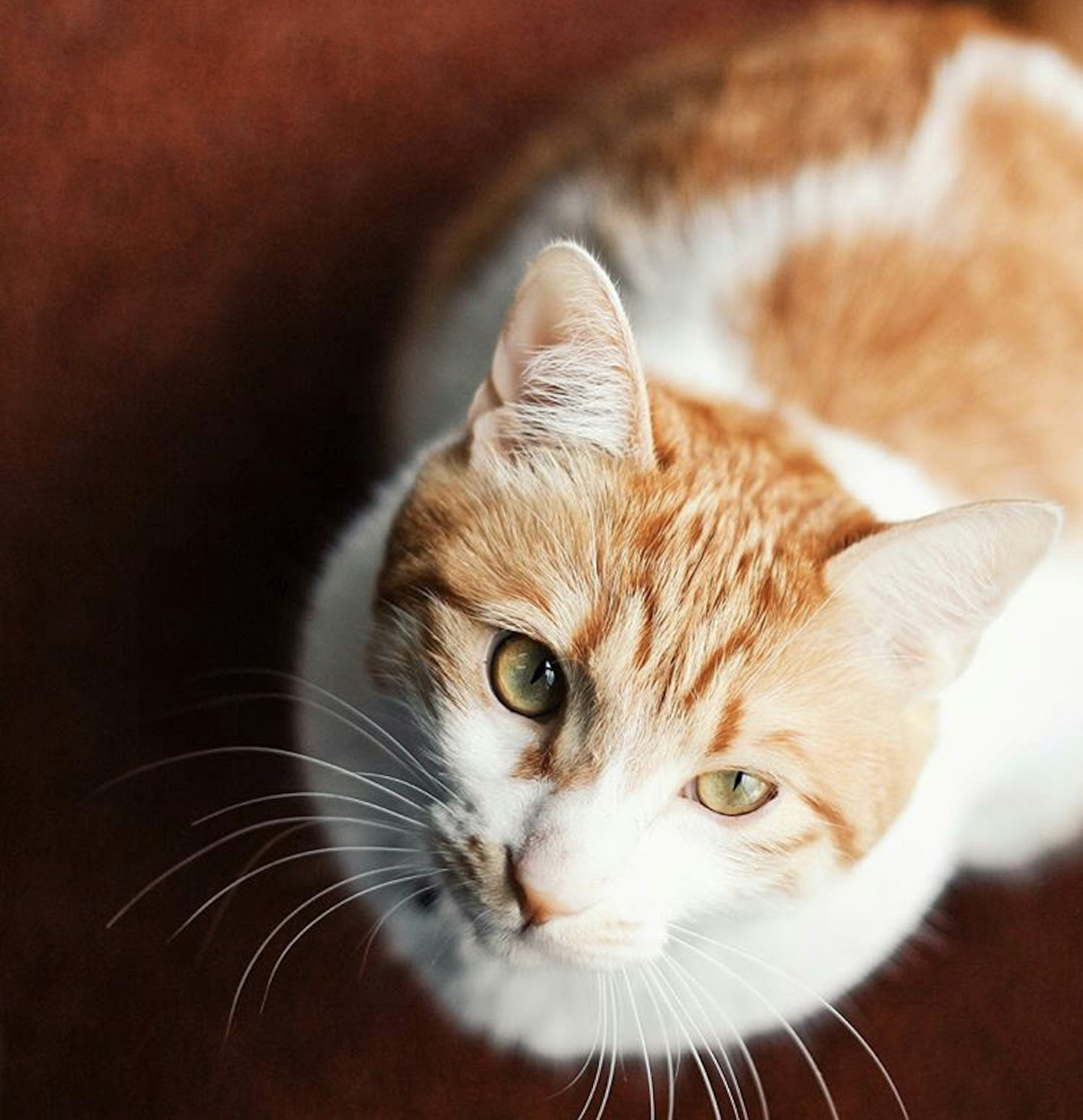 Un chat blanc et orange regardant vers le haut