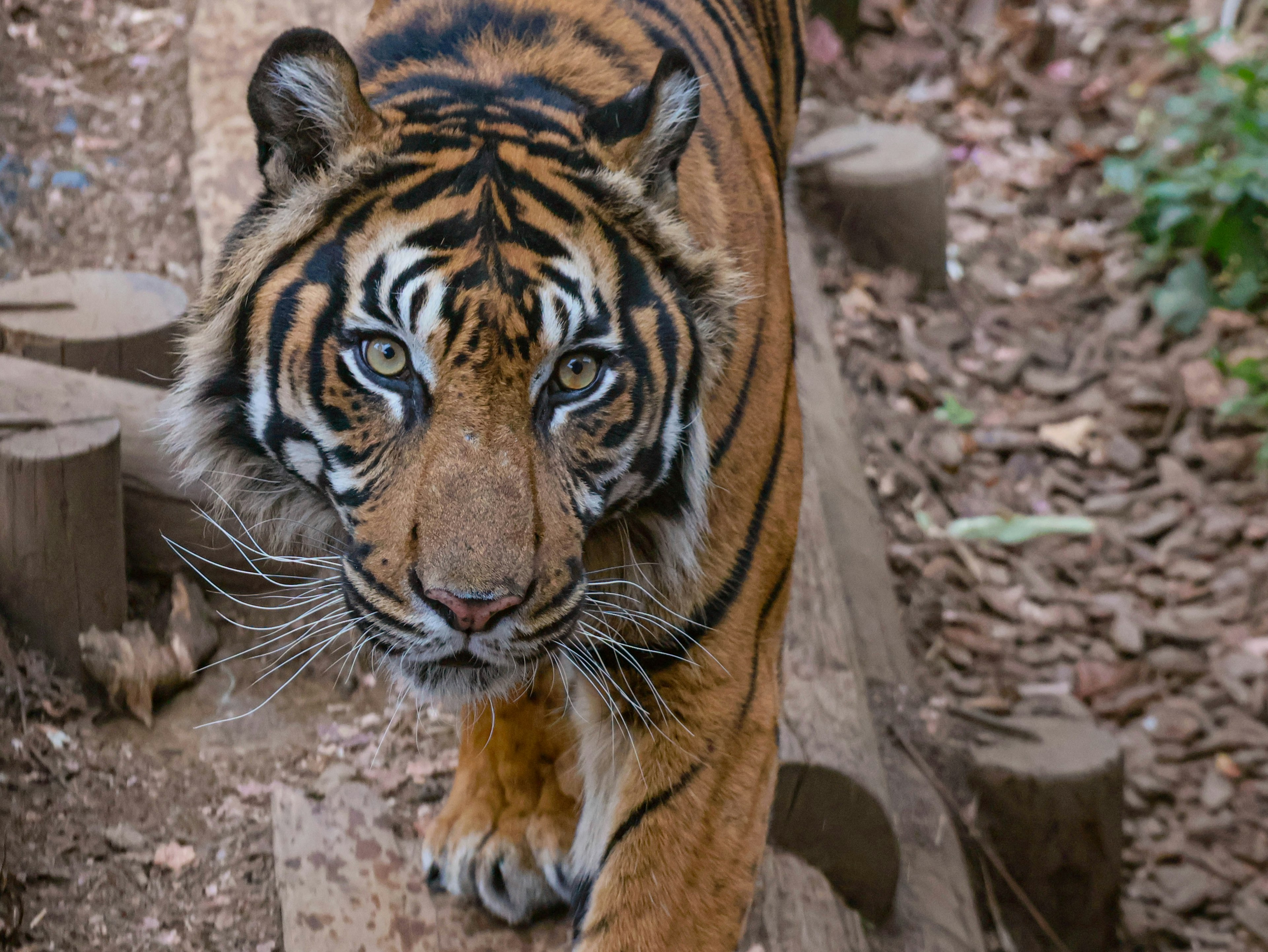 Un tigre con rayas naranjas y negras mirando a la cámara