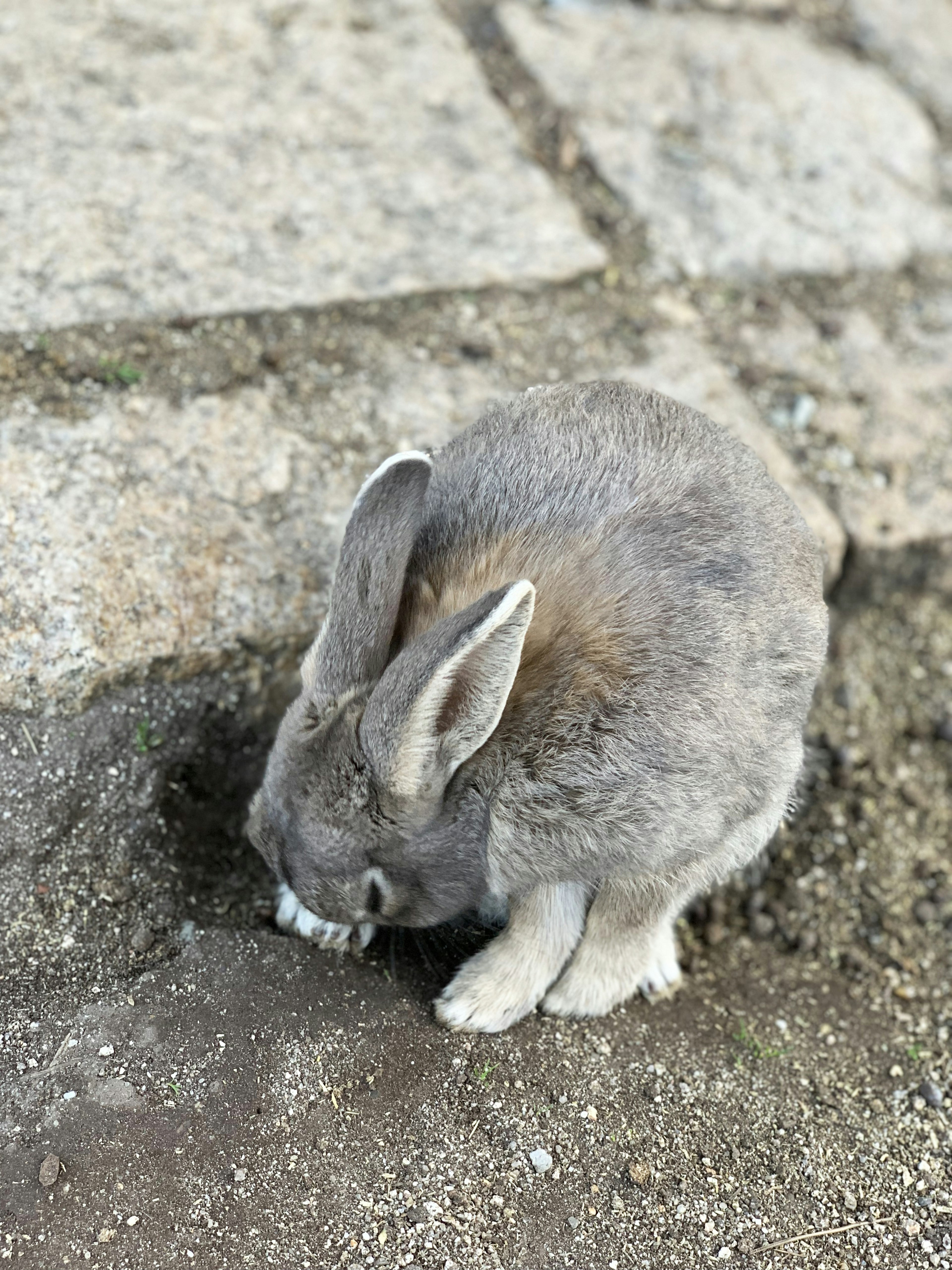 Grauer Hase, der in den Boden gräbt