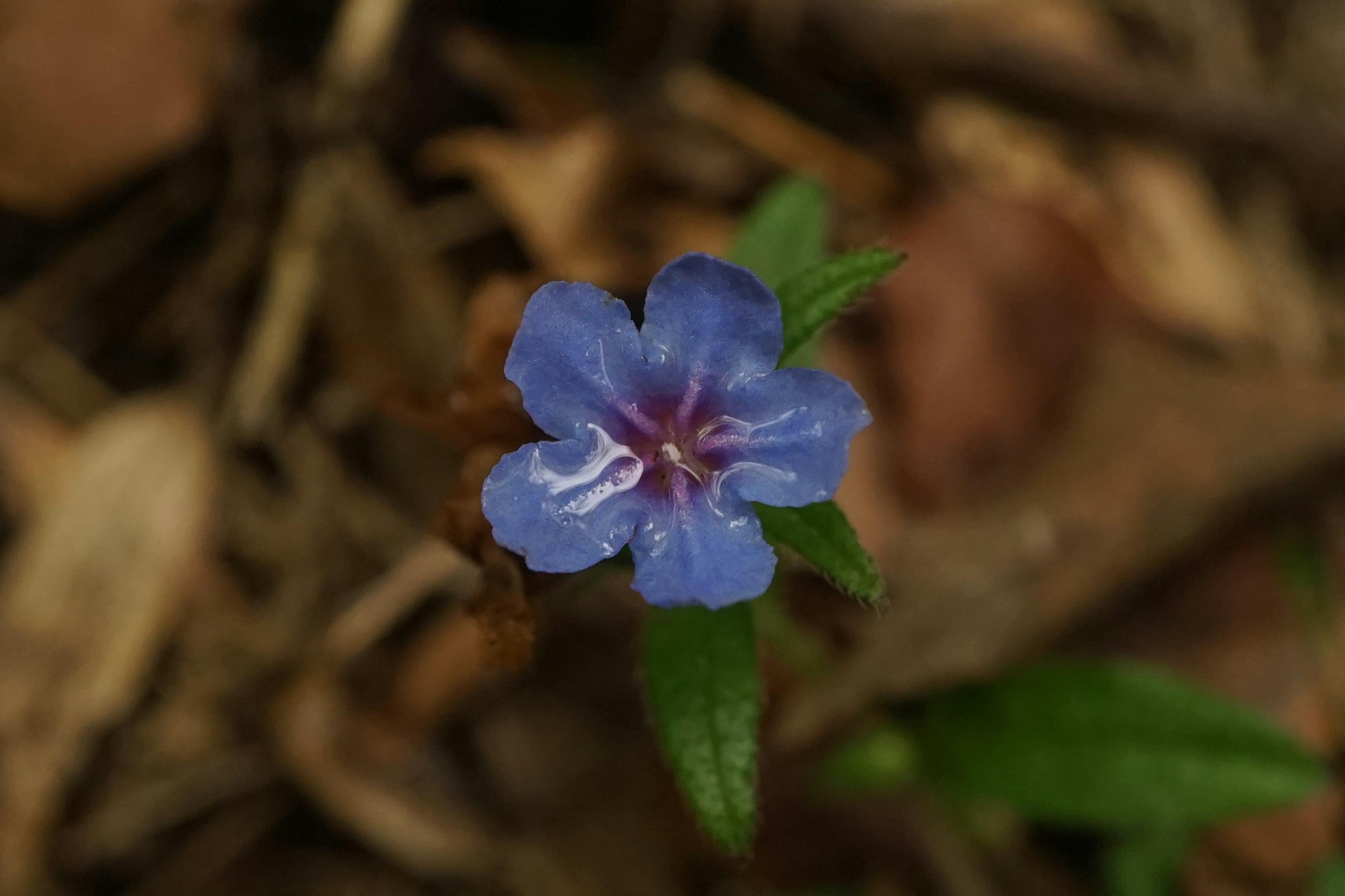 一朵藍花被綠色葉子包圍