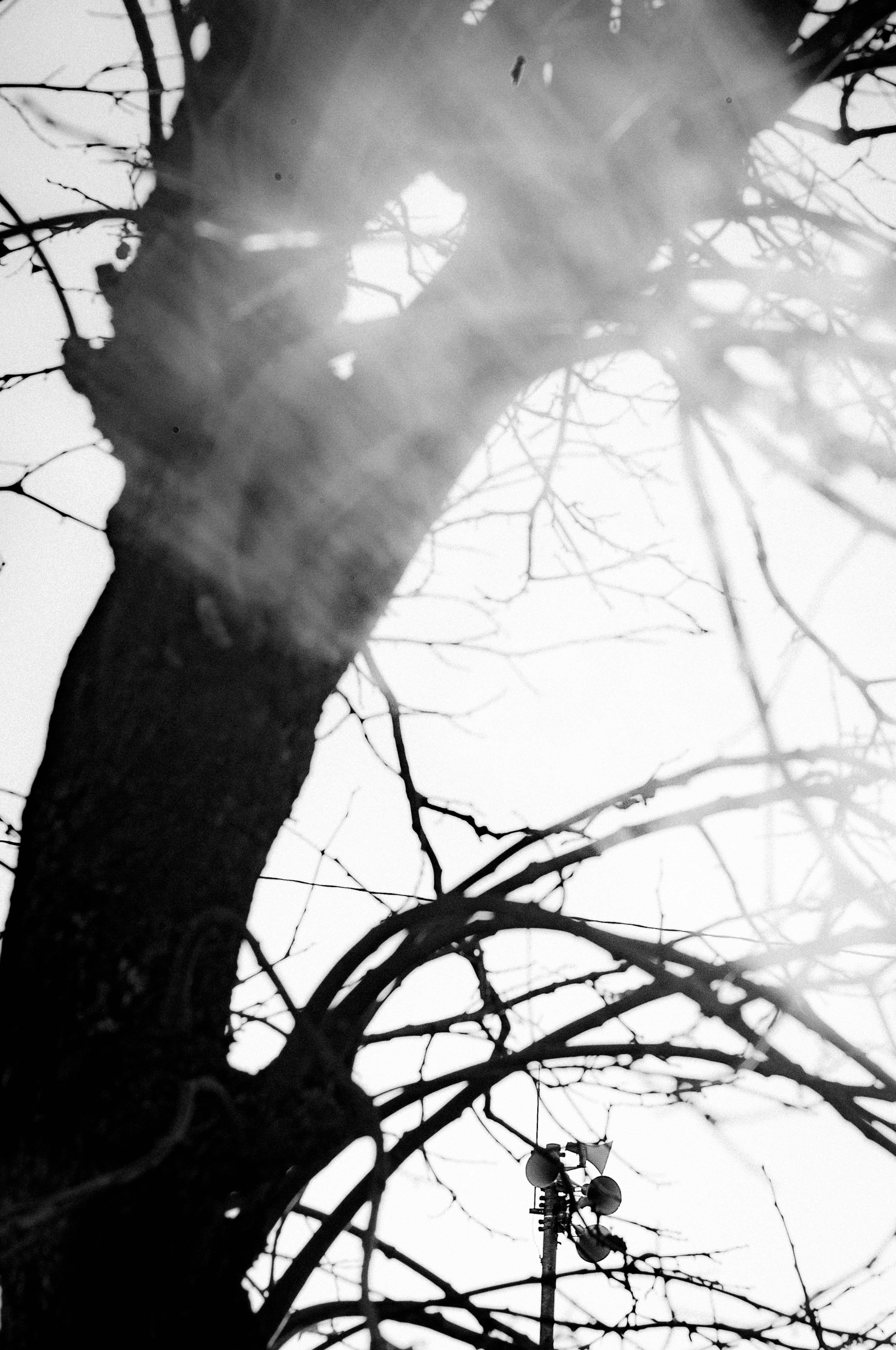 Imagen en blanco y negro de ramas de árbol con rayos de luz