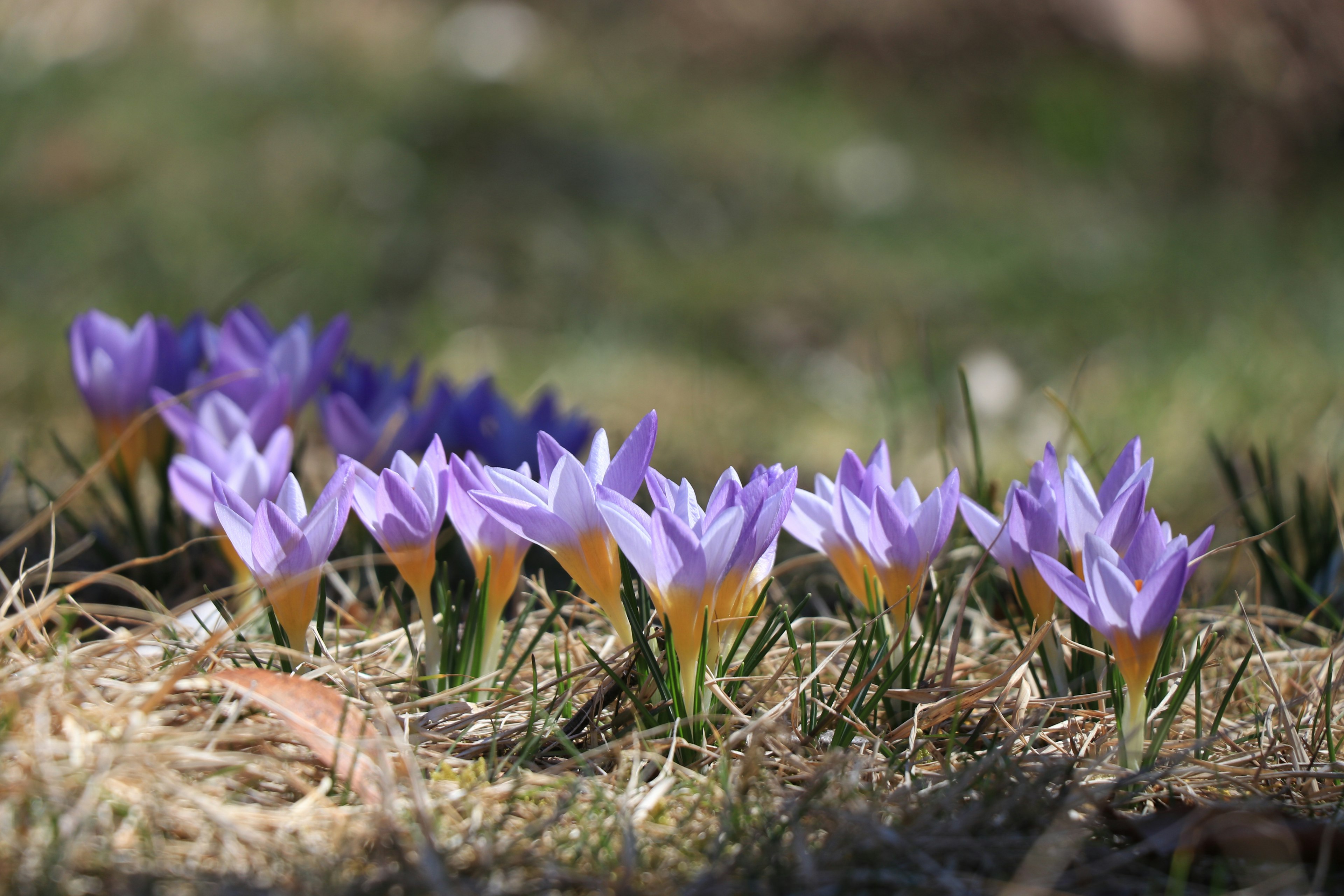 Crocus ungu di antara rumput